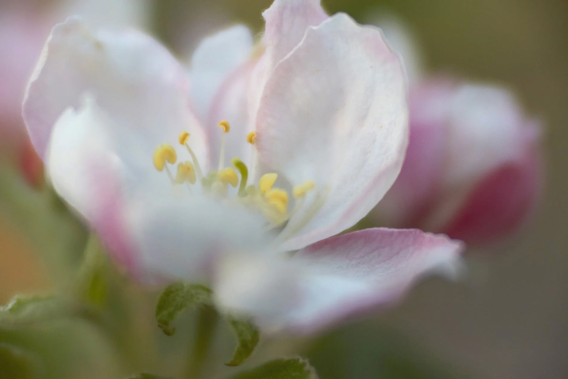 Pear Blossoms