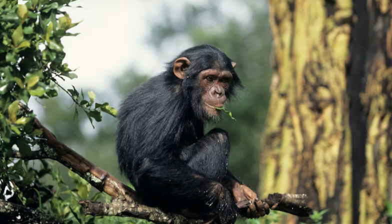 Gorilla &amp; Chimpanzee Trekking in Uganda: A Once-In-A-Lifetime Safari Experience for Women