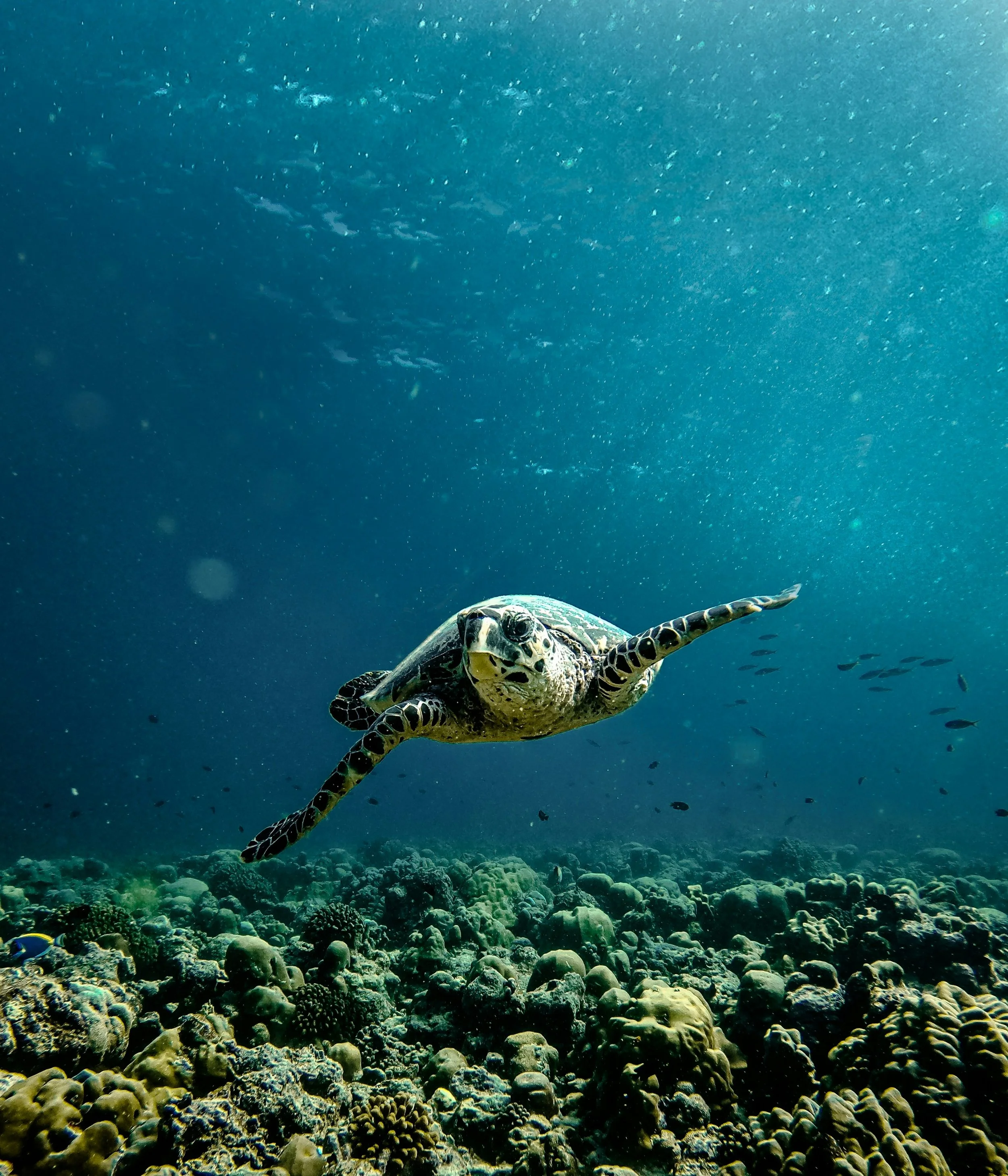 rayyu-maldives-cDsfRDTqg_8-unsplash.jpg