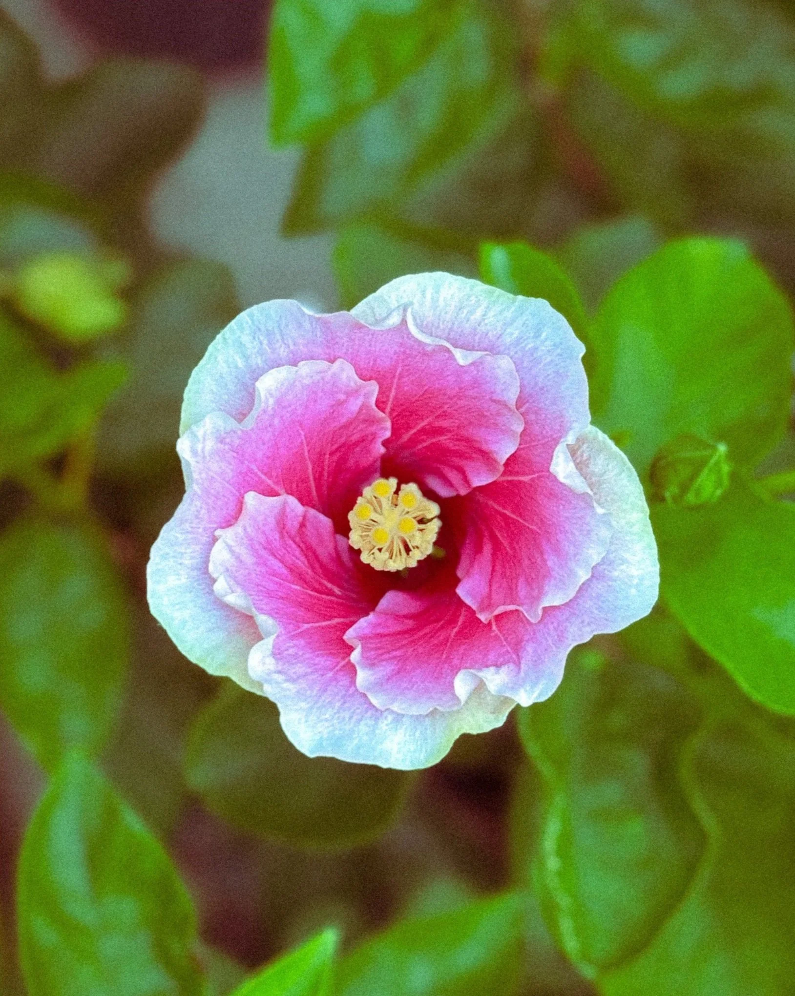 WhiteHibiscusBorder.jpg