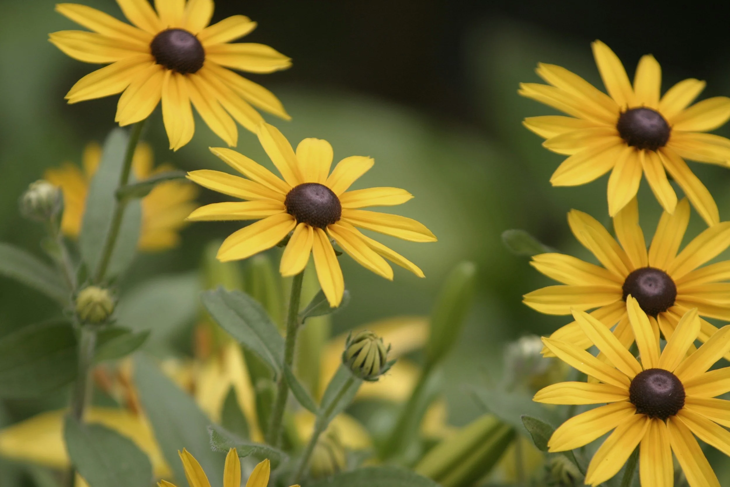 Yellow daisy flowers with dark brown centers and green leaves.