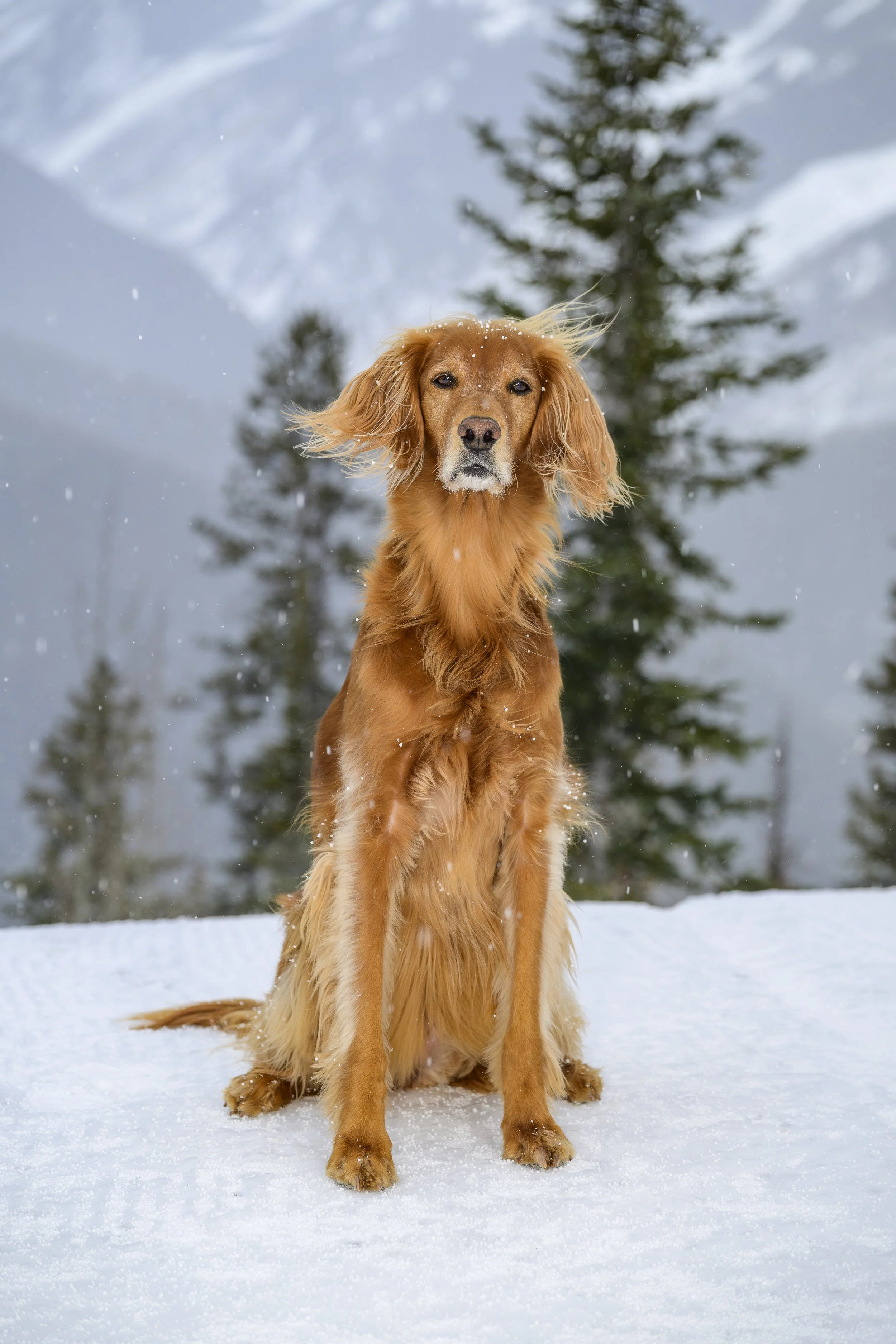 Golden retriever sitting on snow with trees and mountains in the background during winter.