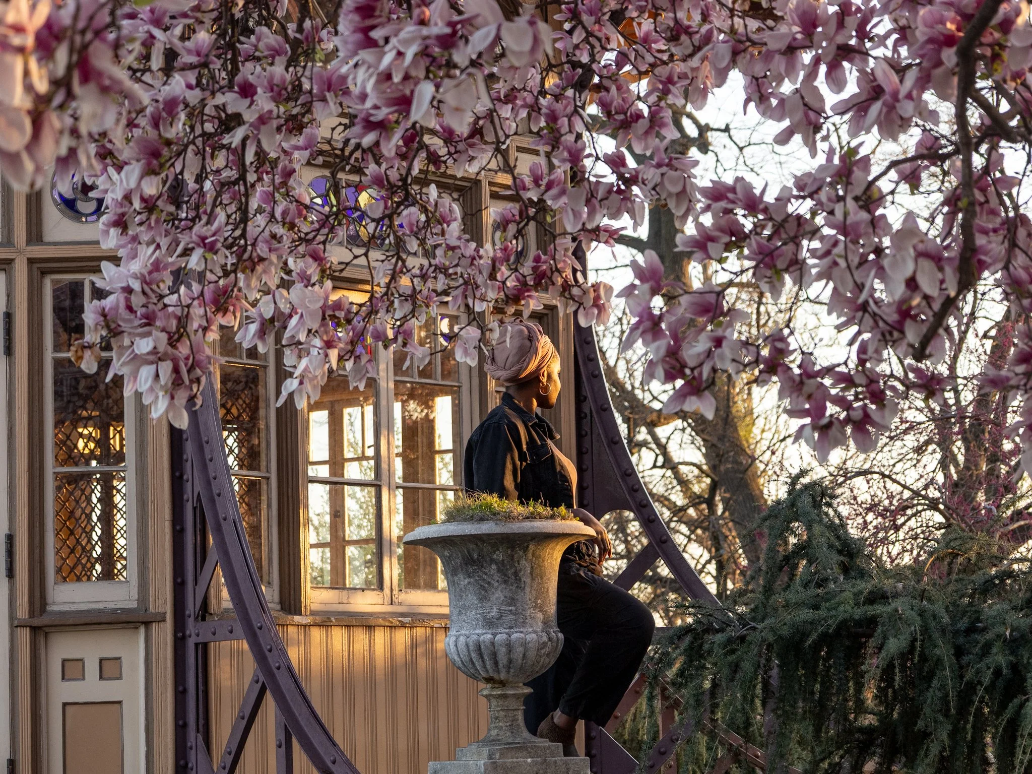 Golden+Magnolia-1 (1).jpeg