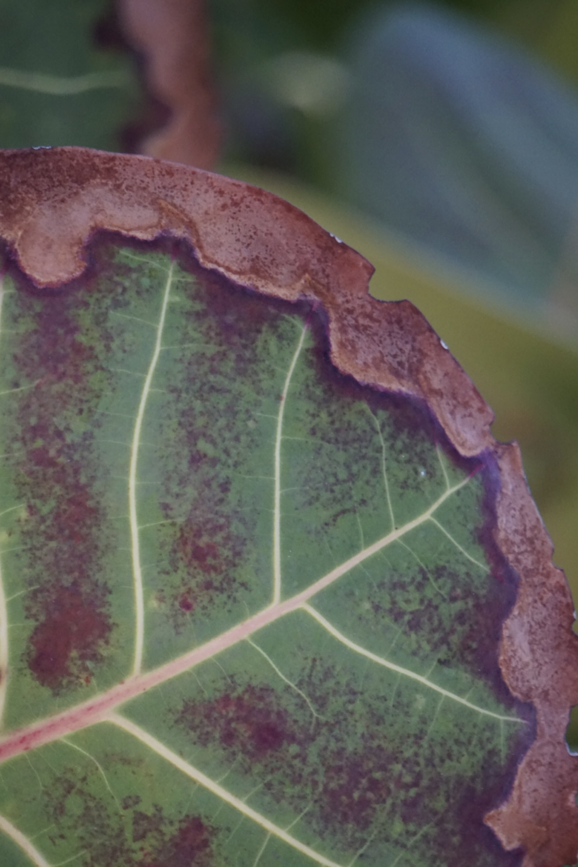 Screenshot 2026-01-10 at 2.14.46 PM.png