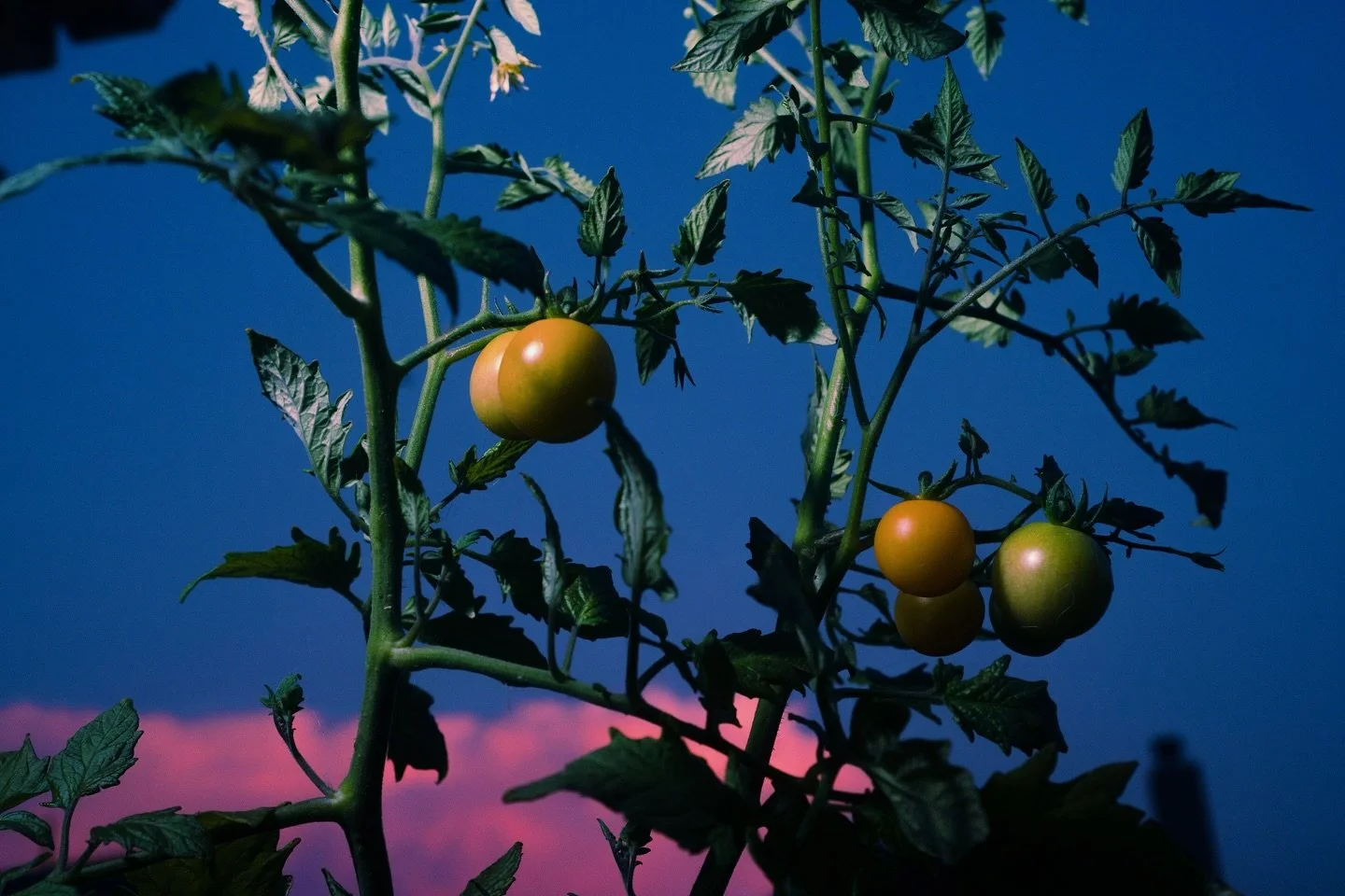 brief tomato plant lighting study 🍅 

-
-
-

#plantphotography #fruitphotography #environmentalphotography