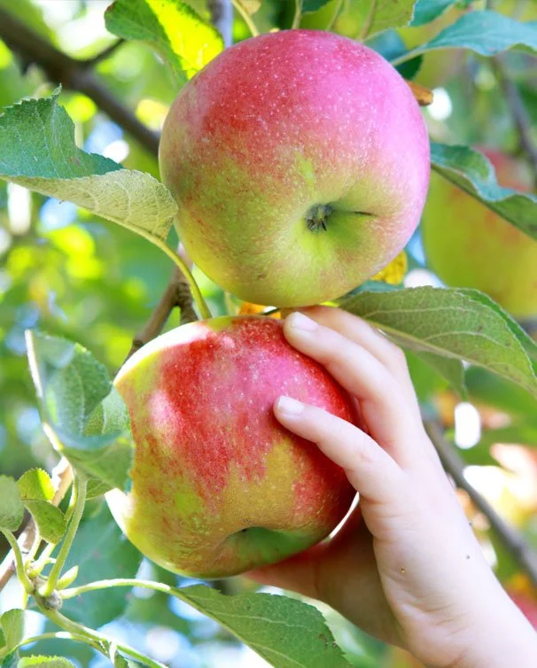 The 5 Best Farms for Apple and Pumpkin Picking in New Jersey