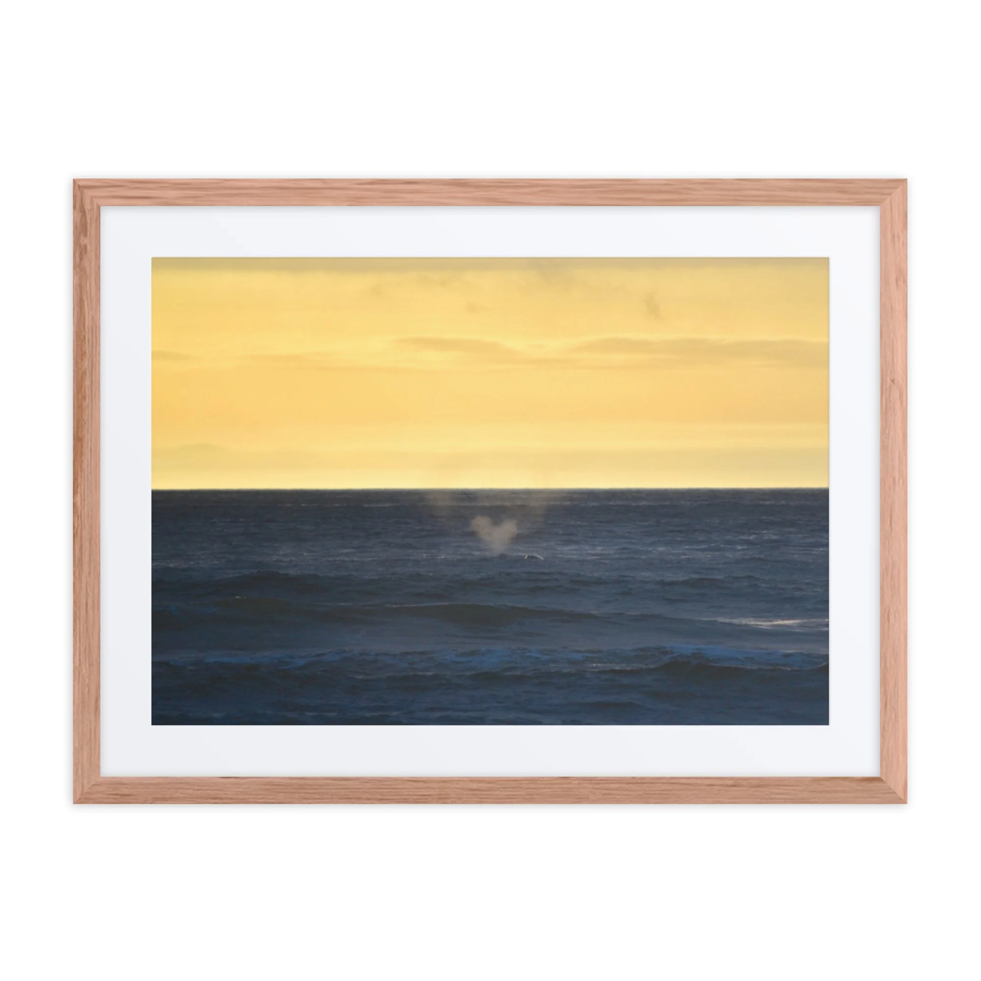 You Are Loved - A message from the Gray Whale