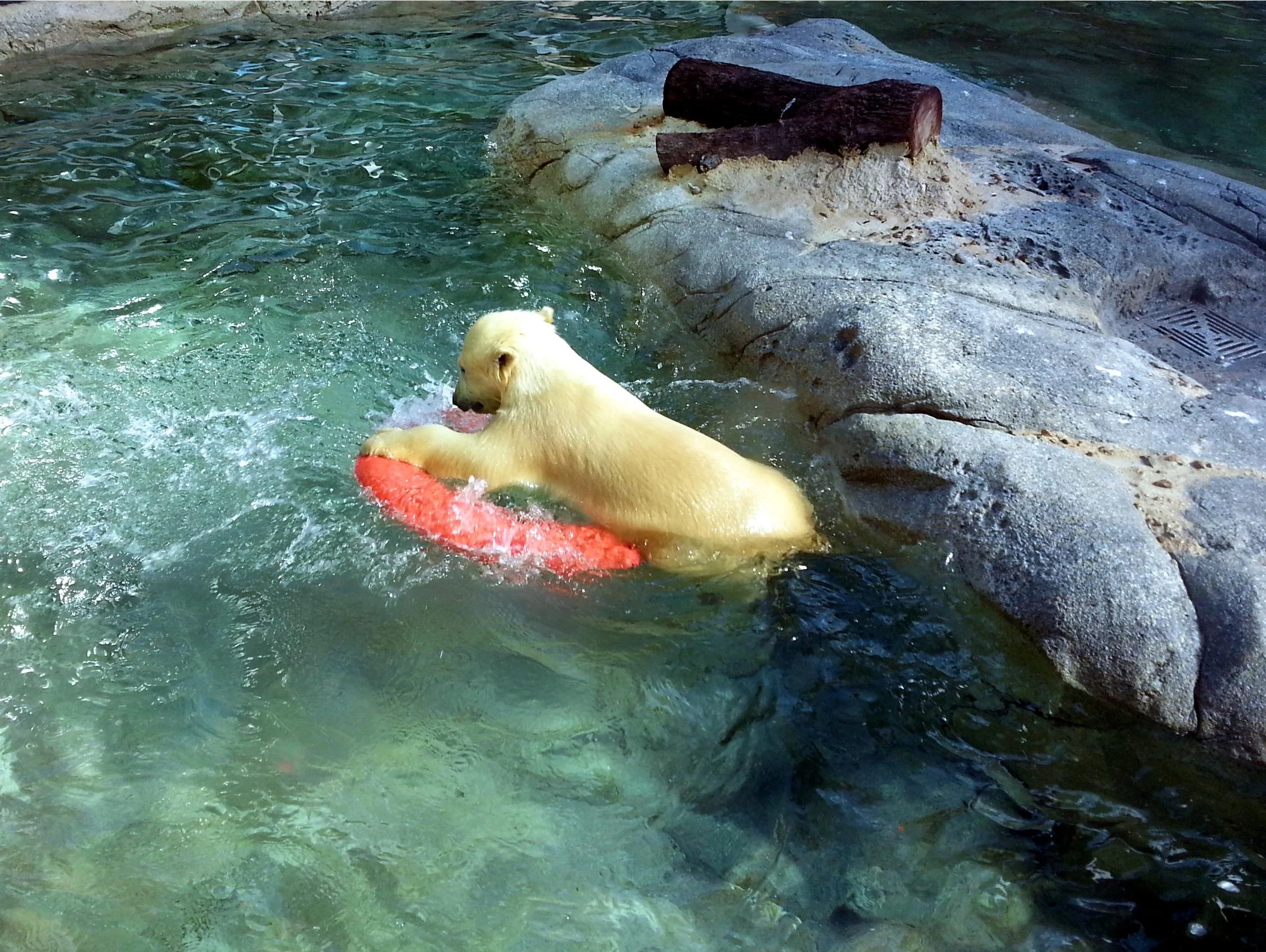 Sea World - Australia
