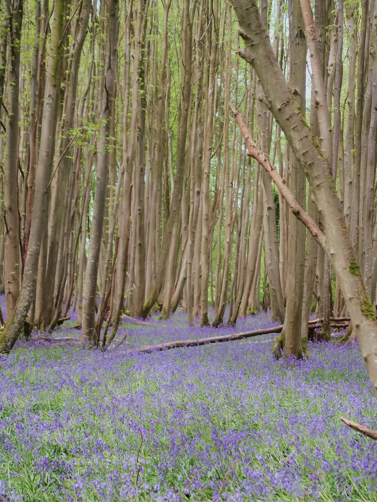 POV: you&rsquo;re dreaming of bluebell season in the English countryside 💜🌿
.
.
.
.
.
#englishcountryside
#bluebellseason
#springwalks
#uknature
#hiddenengland