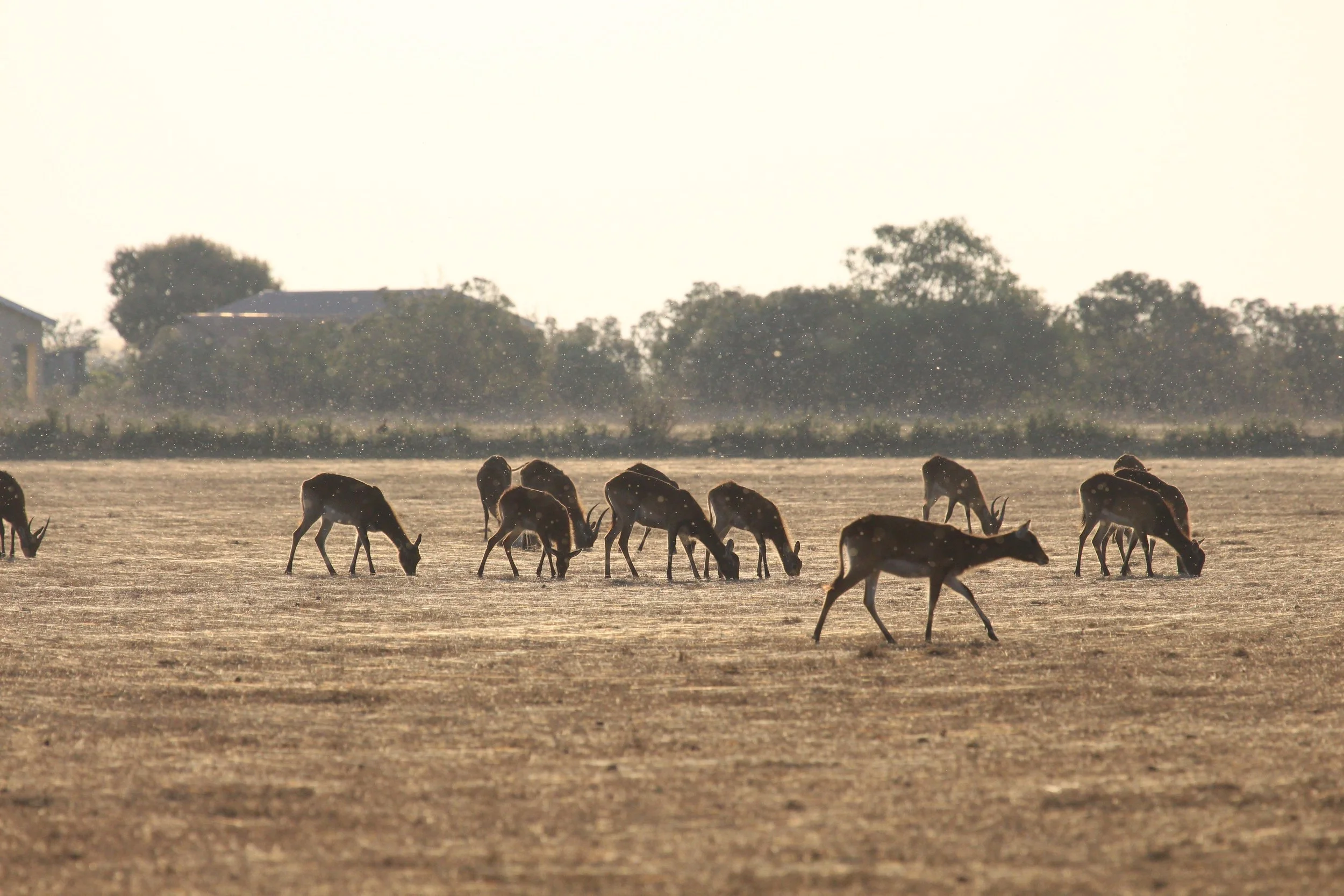 Black+Lechwe,+Bangweulu.jpg