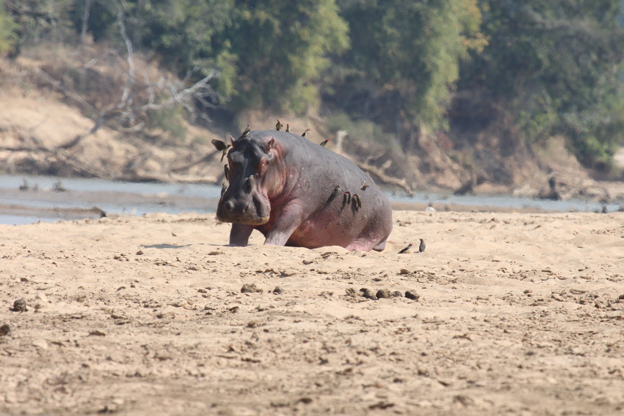 Hippo+with+Red-billed+Oxpeckers.jpg