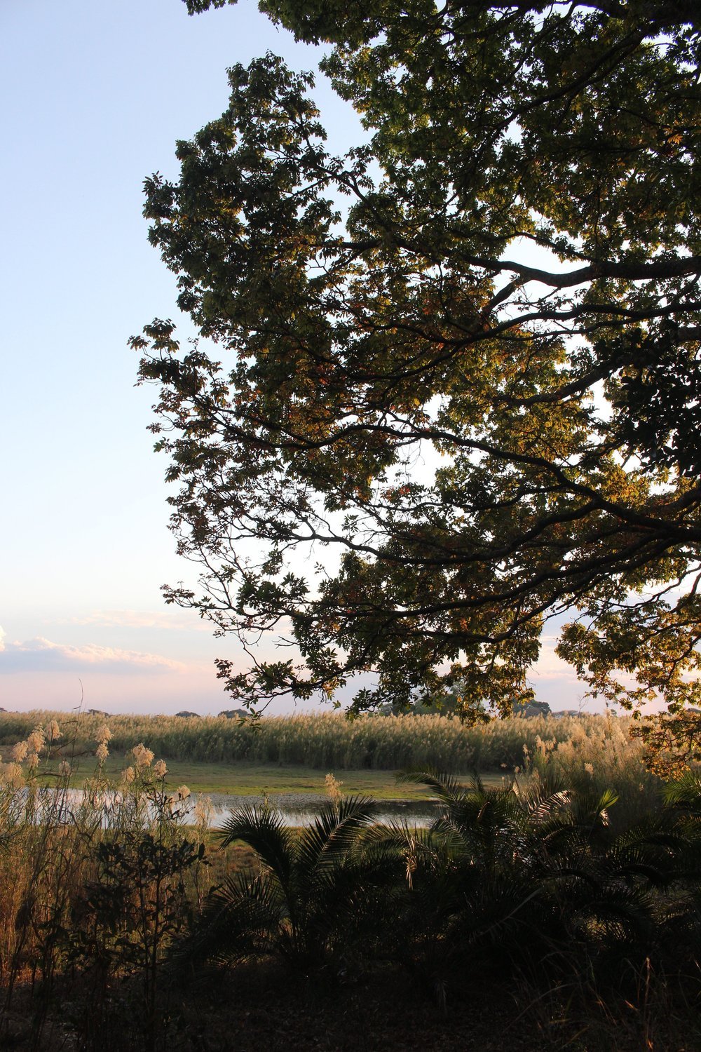 Scene+from+our+camp+in+Kasanka+NP.jpg