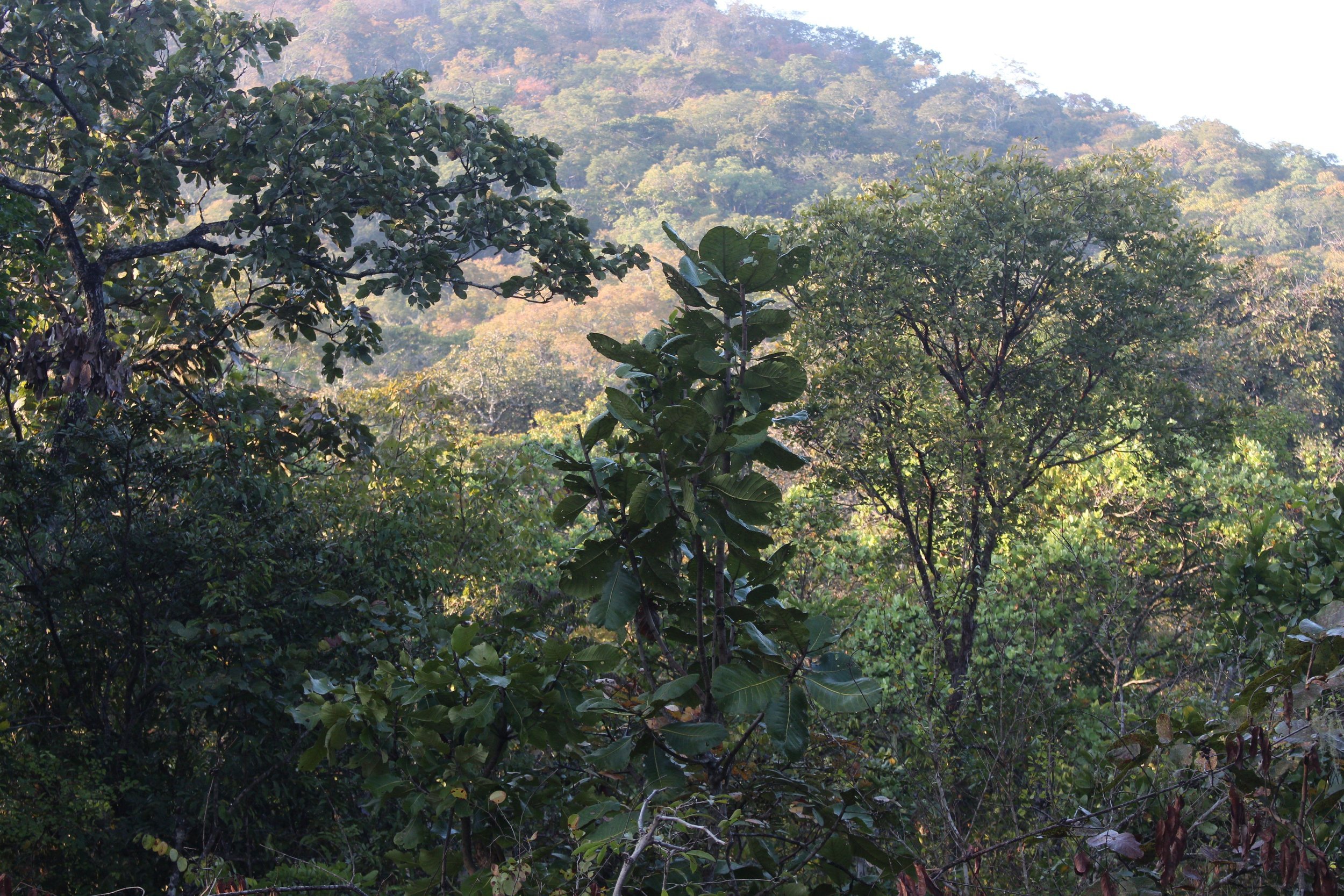 The+view+from+our+camp+in+the+escarpment+above+North+Luangwa+NP.jpg