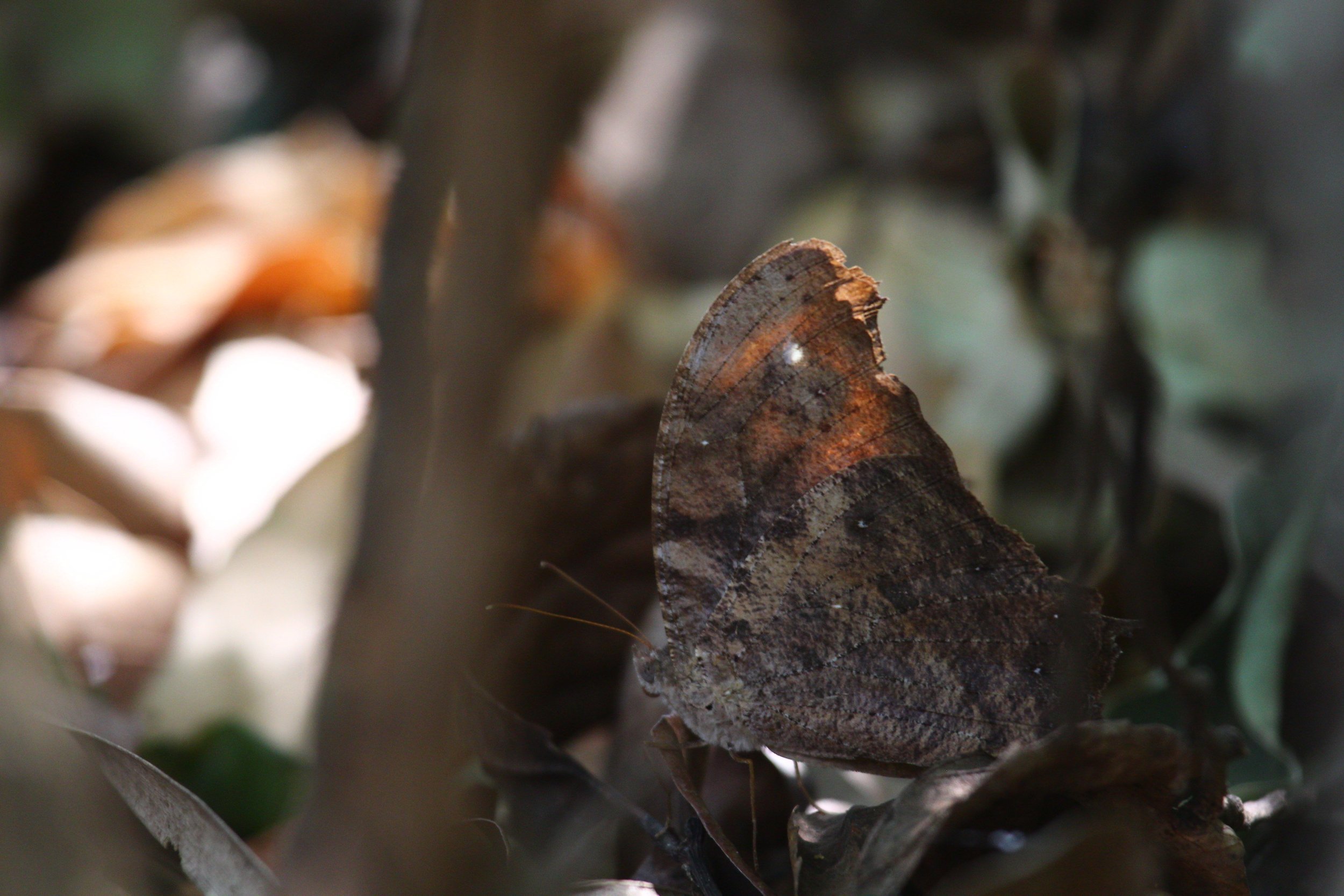 Melanitis+leda+-+Evening+Brown.jpg