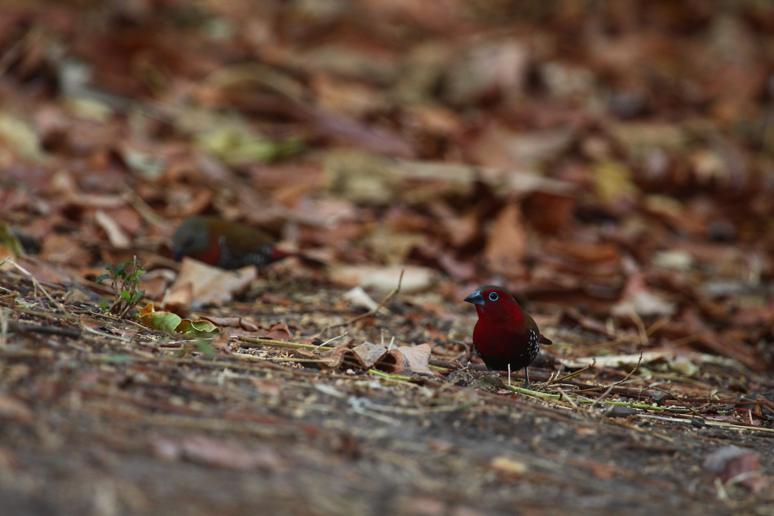 Red-throated+Twinspot+on+the+edge+of+a+swamp+forest.jpg