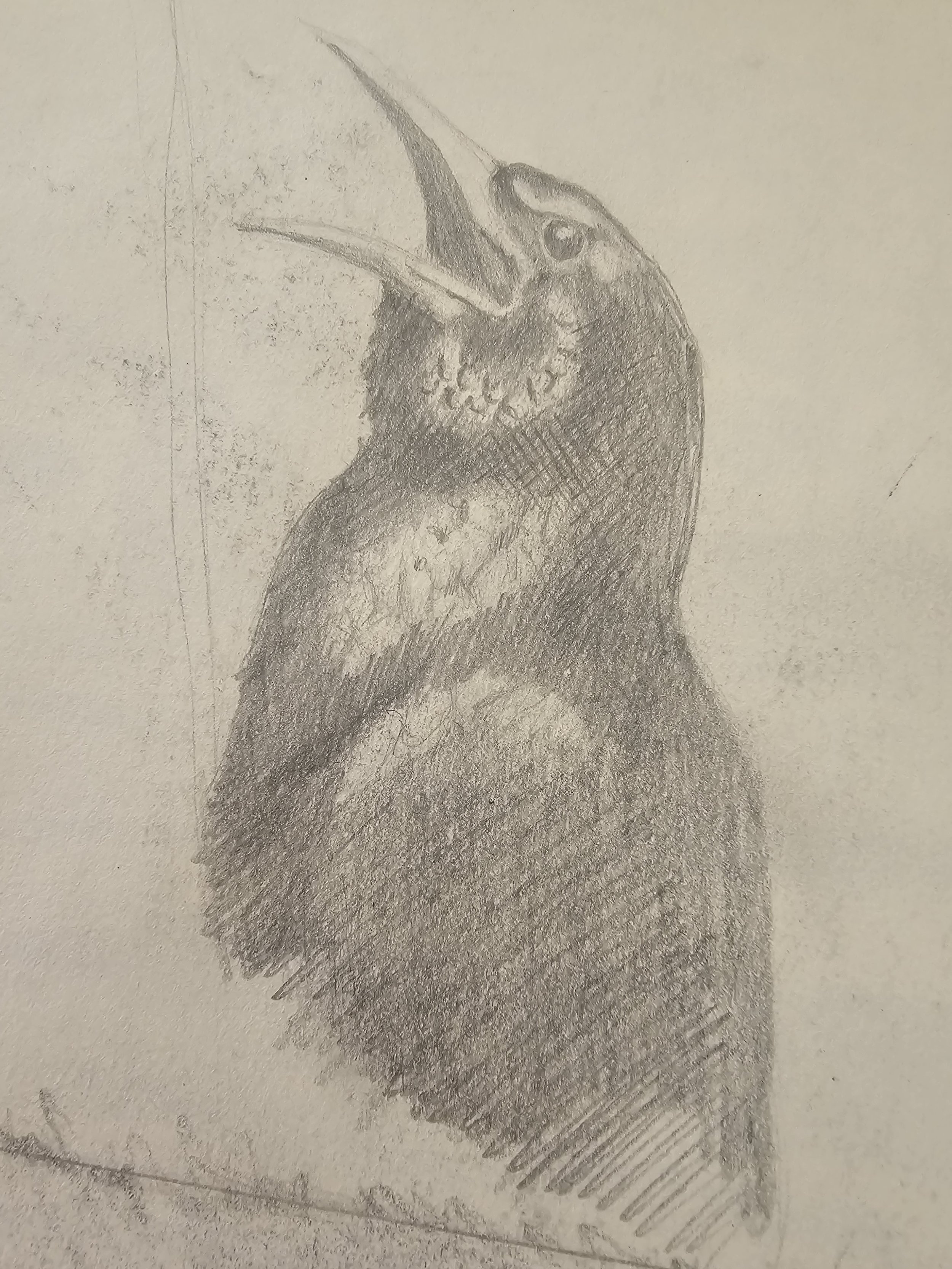 Pencil drawing of a bird with open beak