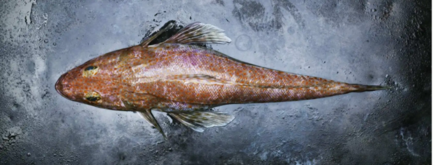 Fascinating Flathead