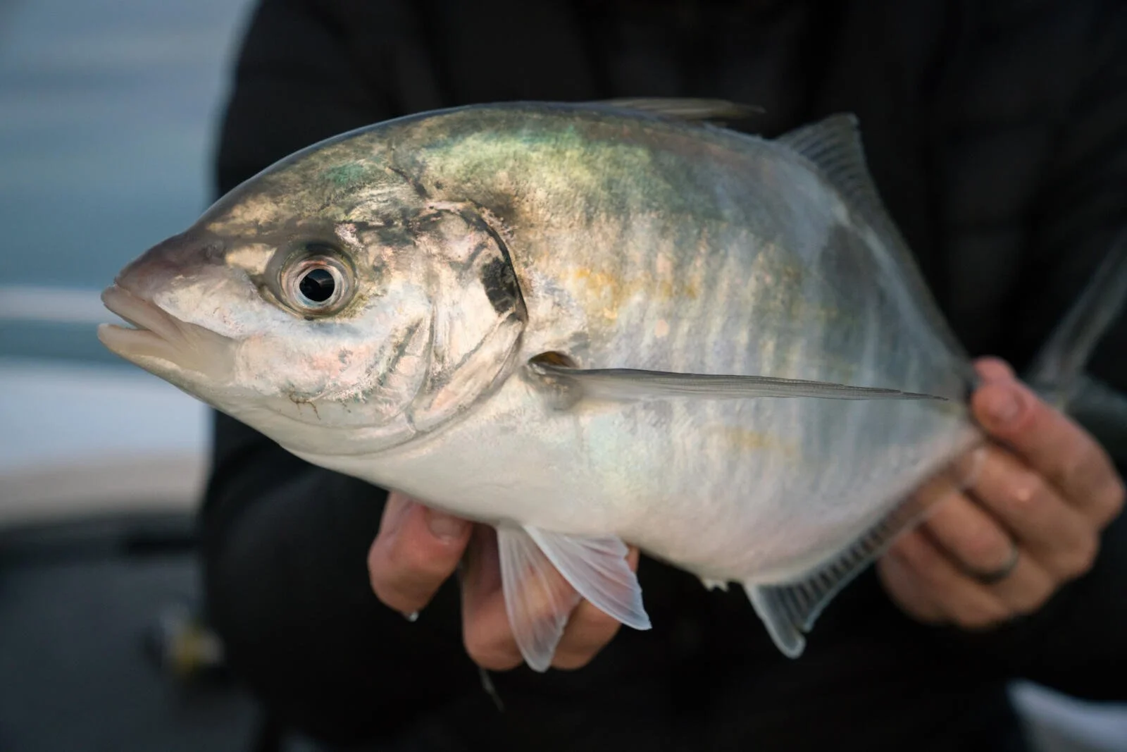 NSW Fisheries seeks feedback on depleted and recovering species