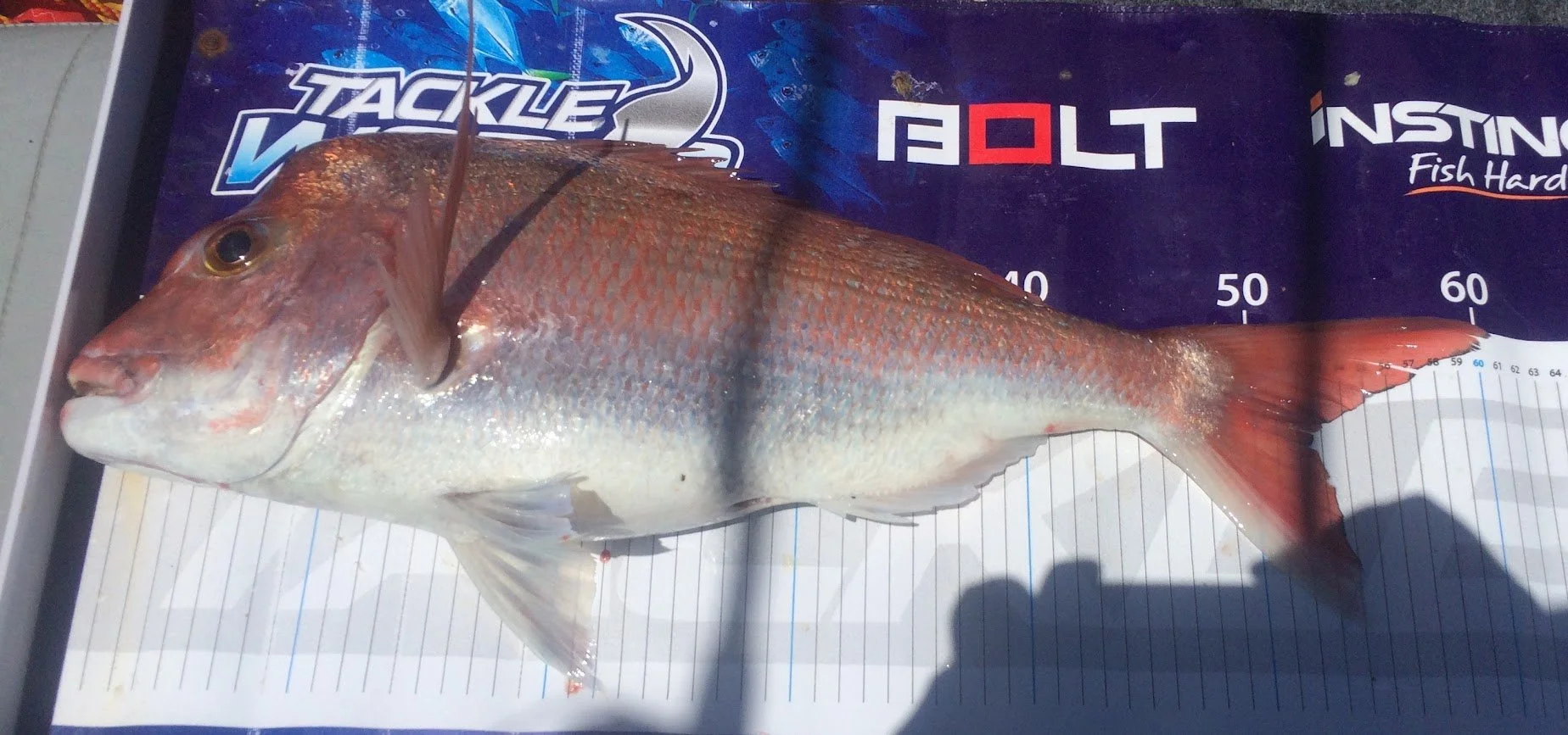Red snapper on a measuring mat with fishing gear background.