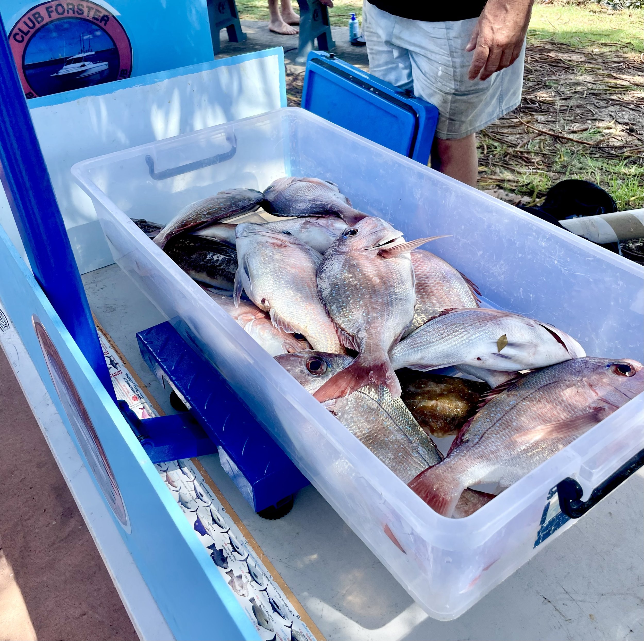 Plastic container filled with freshly caught fish