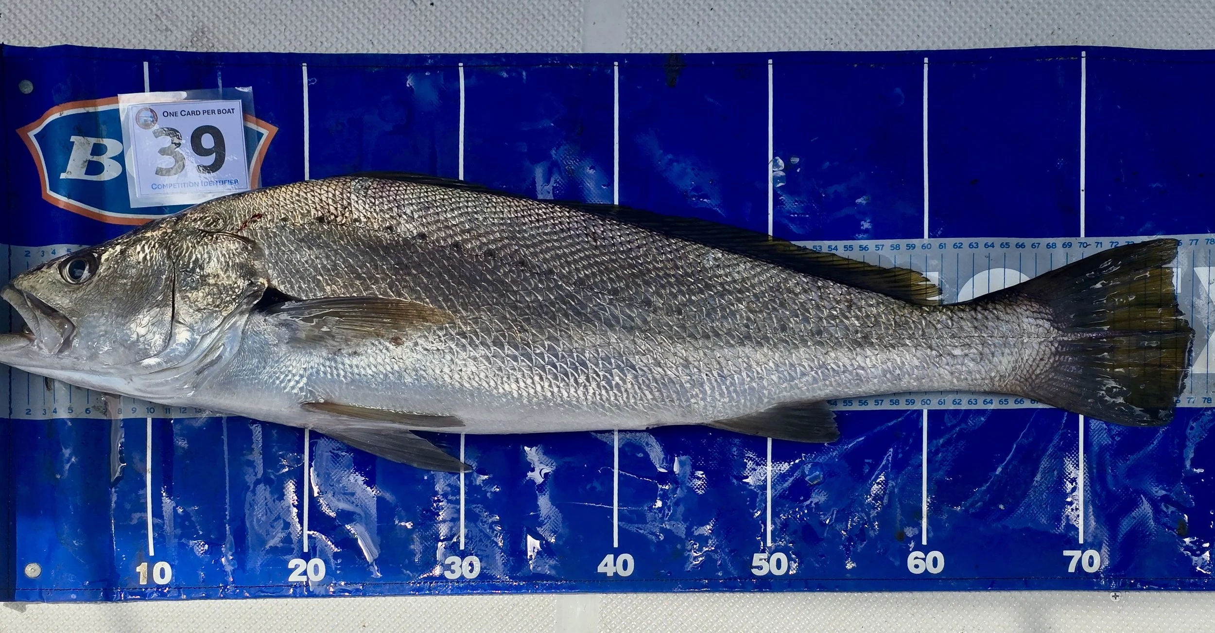Mulloway.jpg