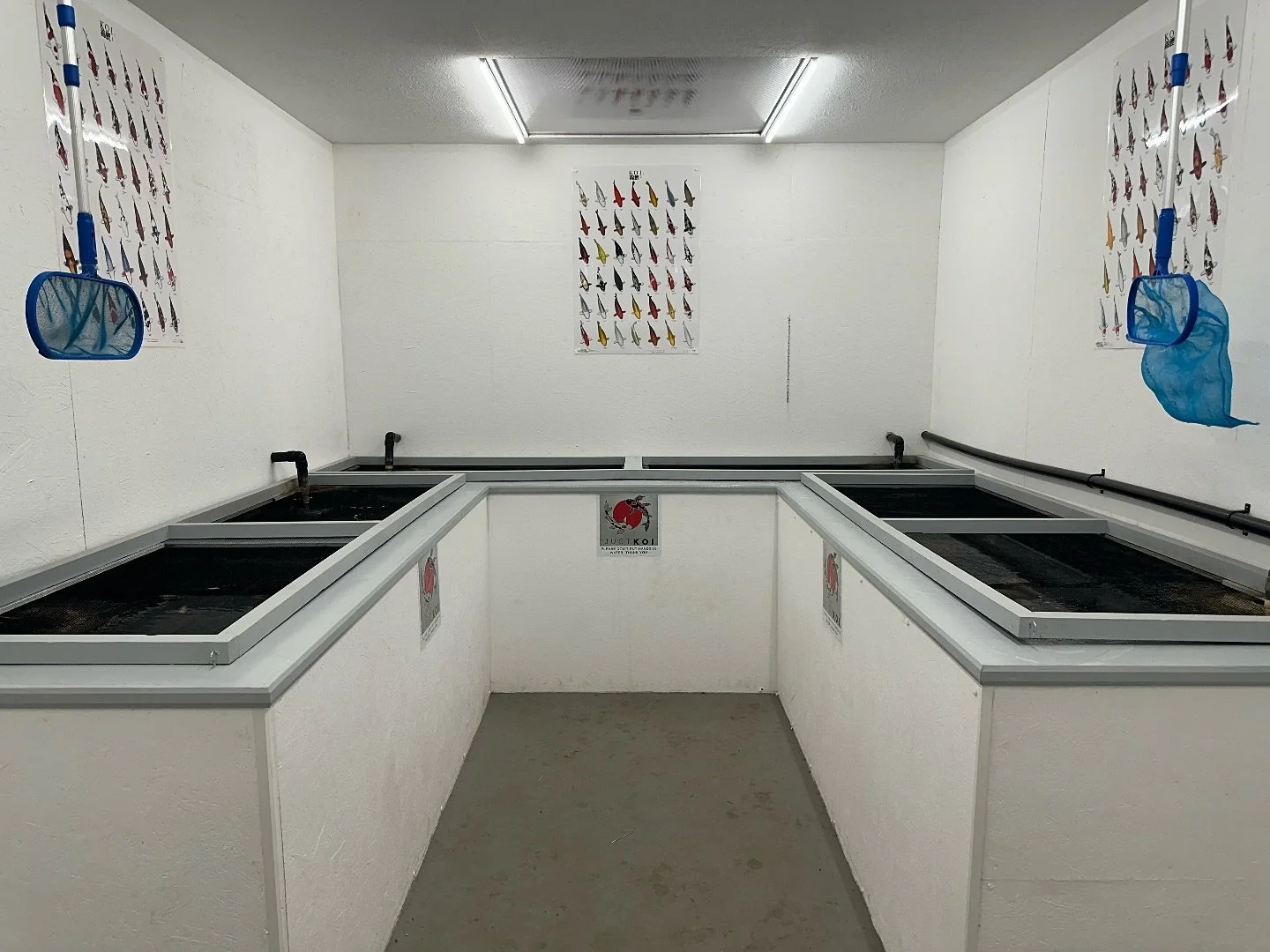 New Koi Carp shop opening soon! In the Lincolnshire area.
Watch this space for more details!!