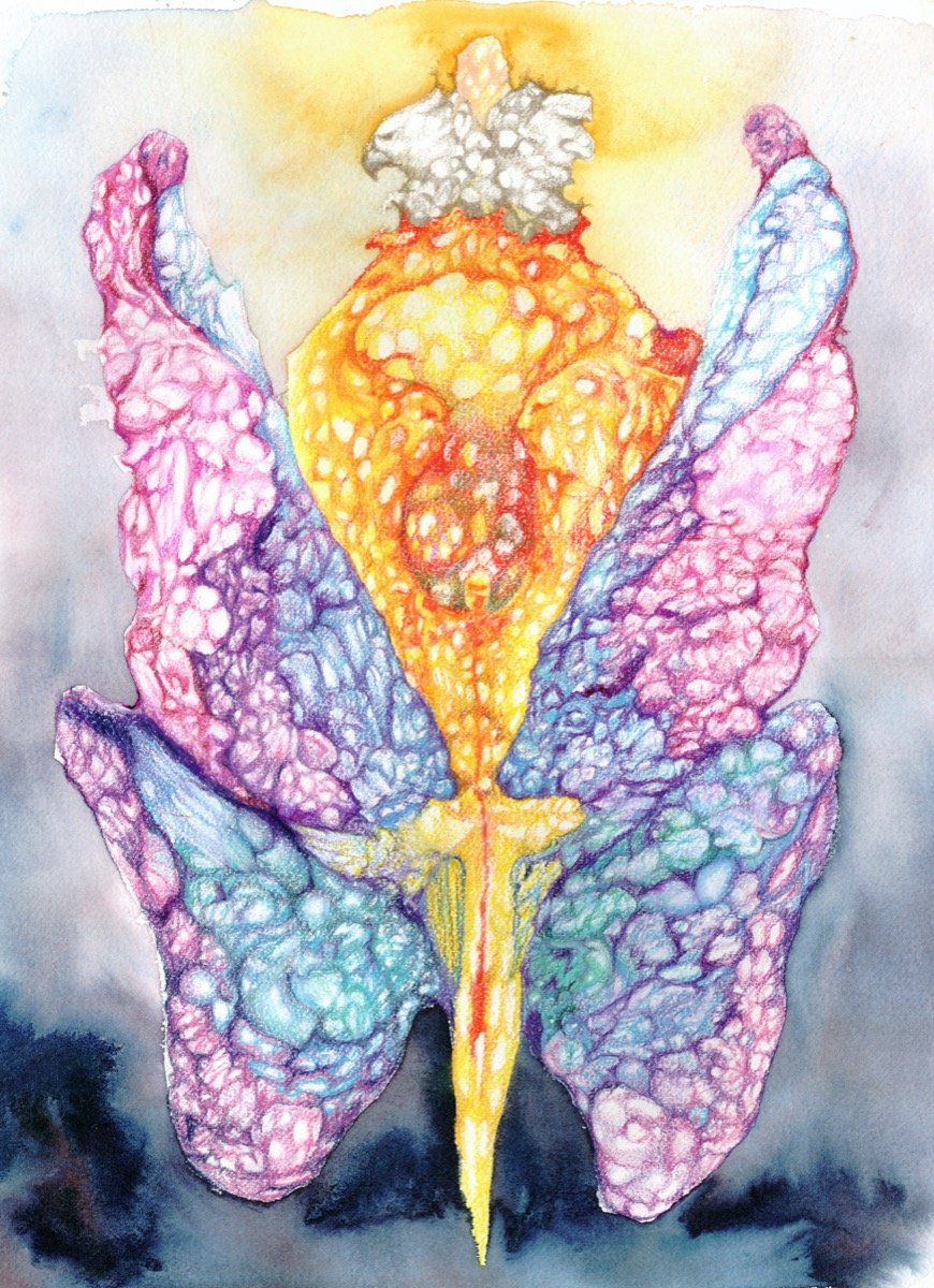 Blooming • pencil & watercolour • 36x26cm