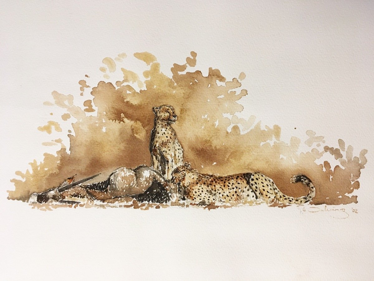 Cheetah pair & prey • watercolour • 36x50cm