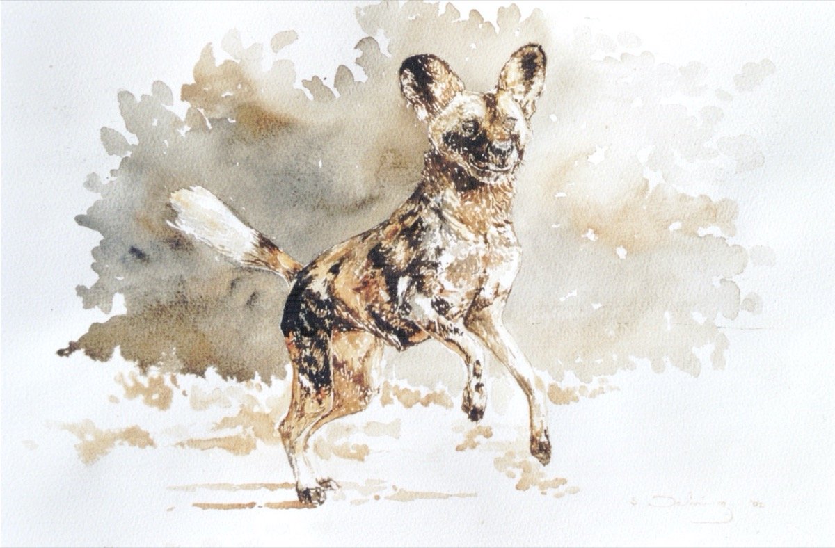 Prancing Wild Dog • watercolour • 30x45cm