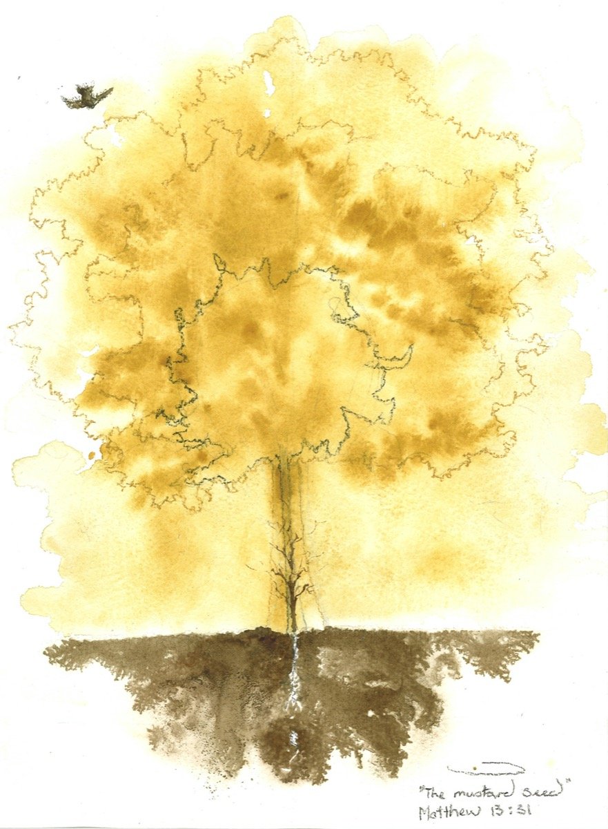 Mustard Seed • watercolour & pencil • 36x26cm
