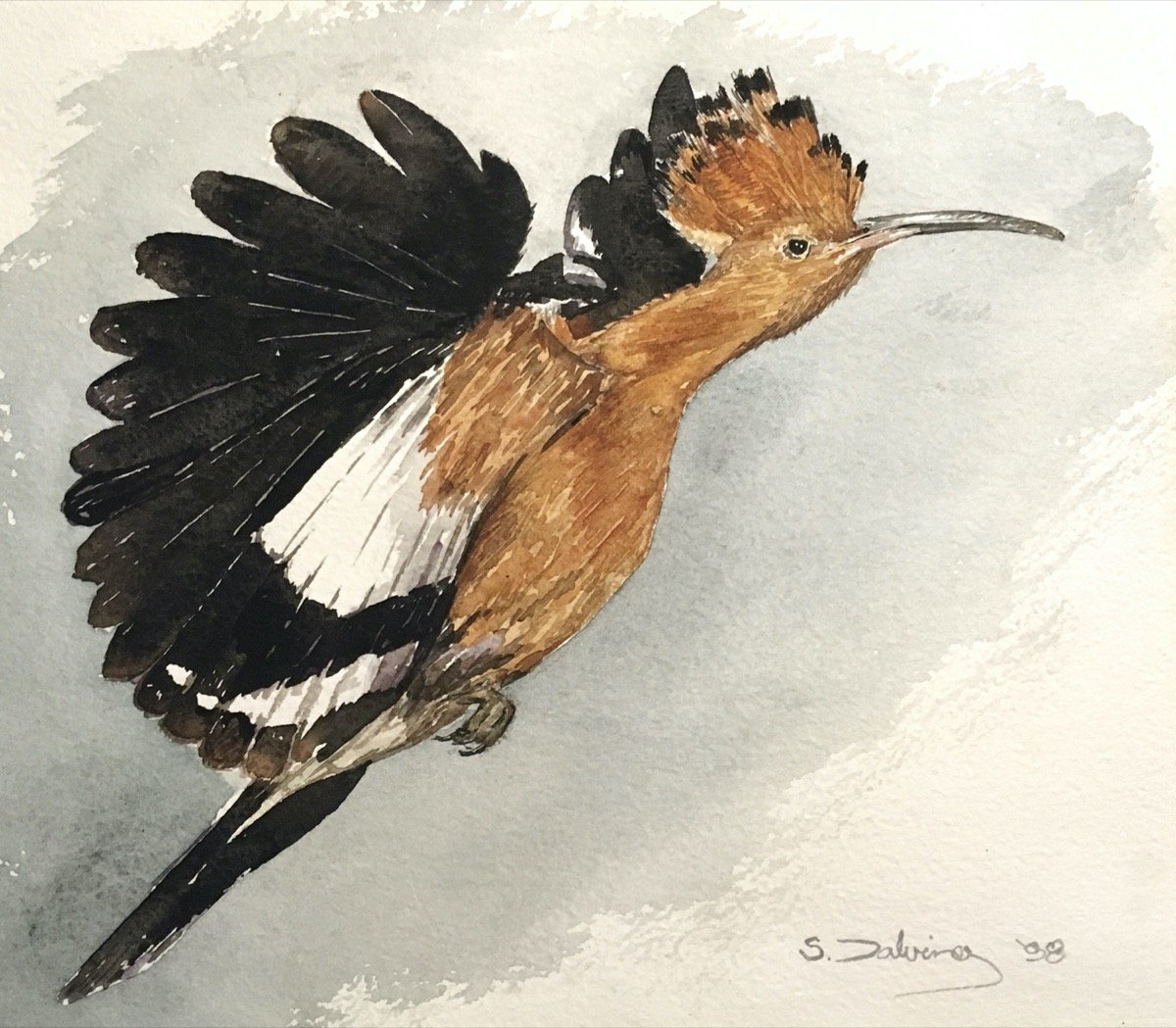Hoepoe • watercolour • 25x30cm