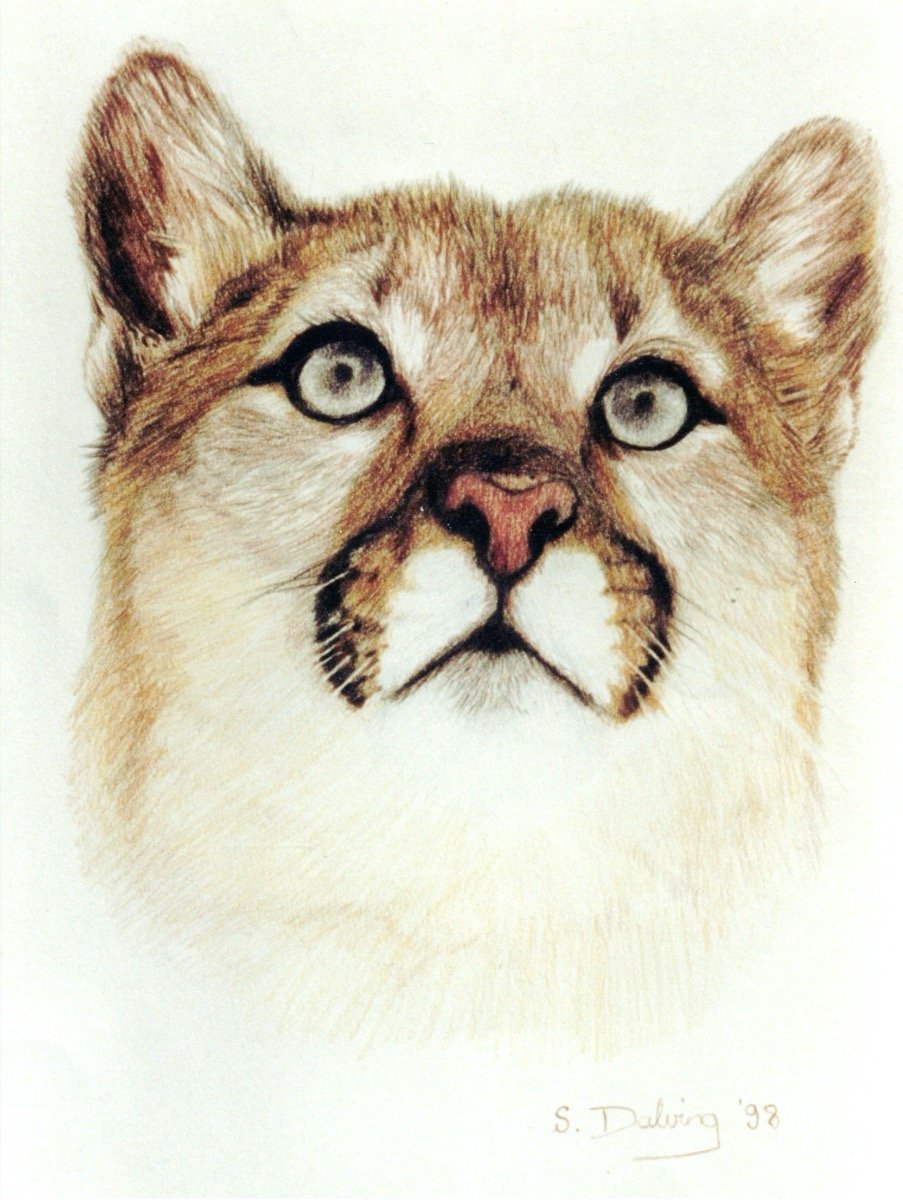 Cougar • pencil • 30x20cm