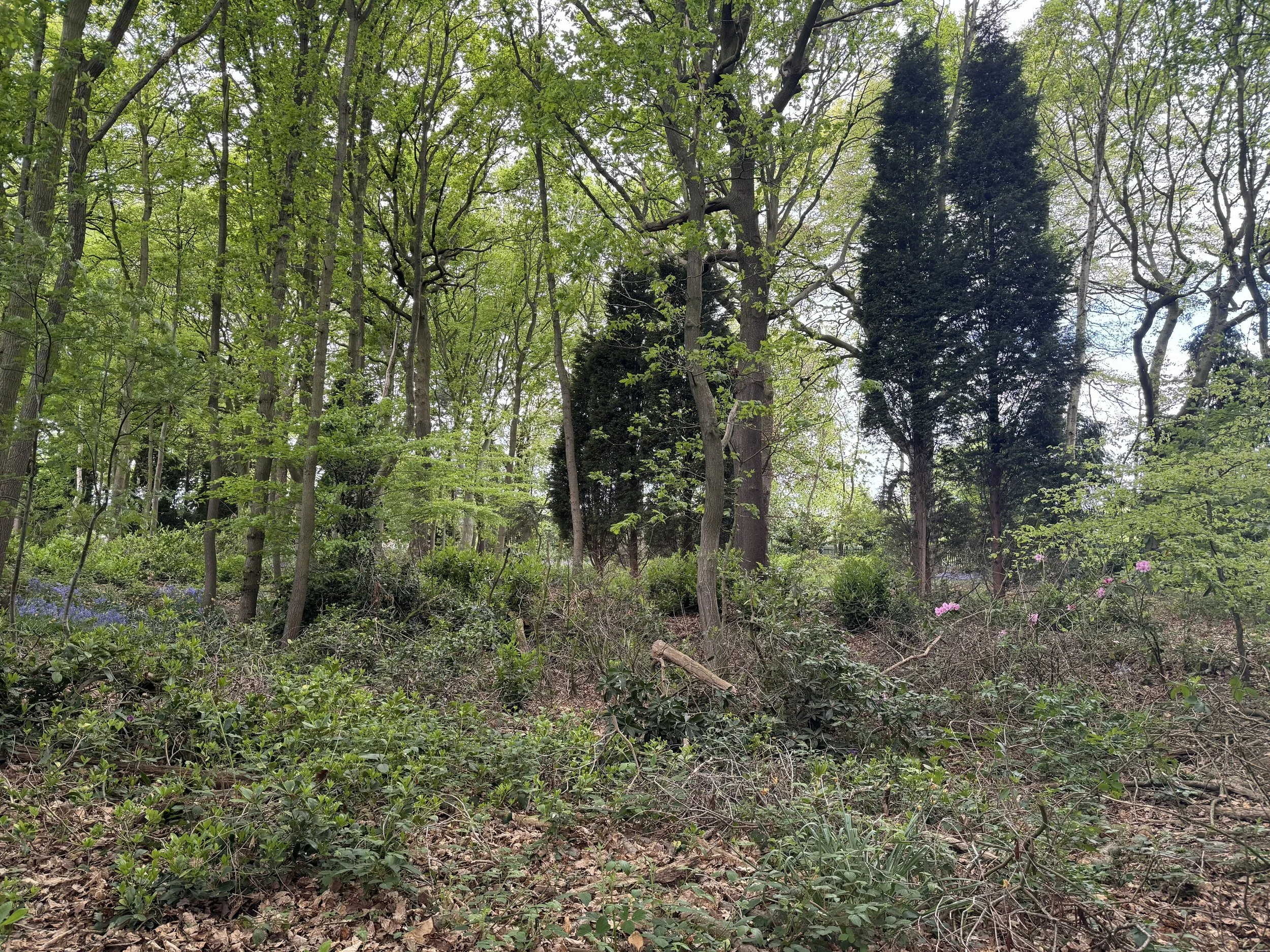 Woodland