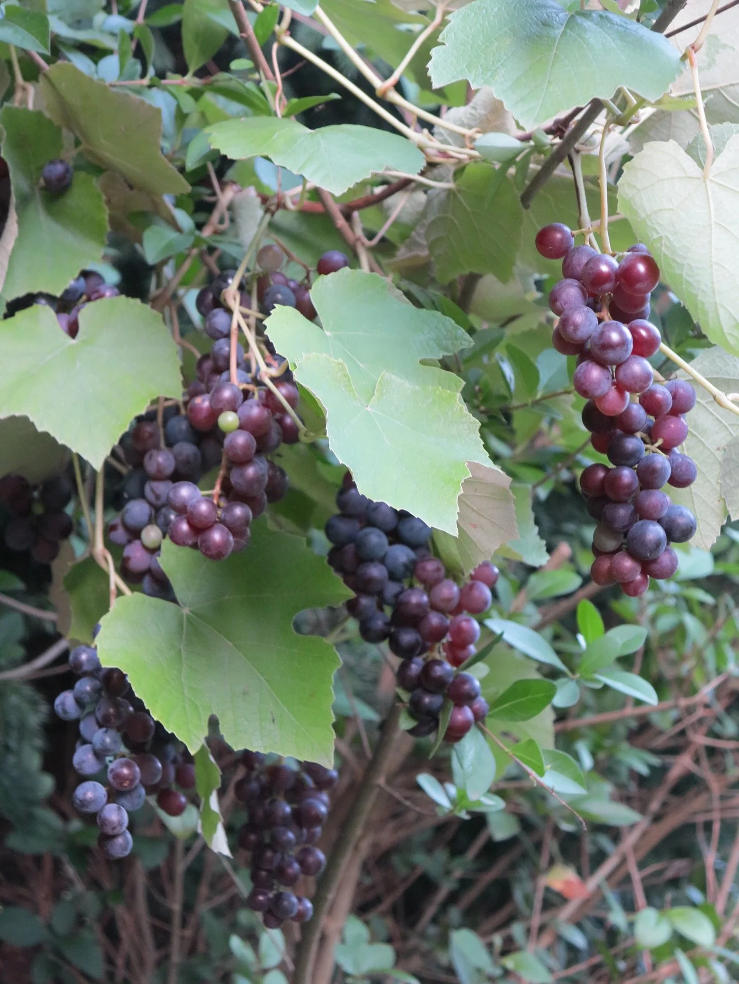 Oh Harvest Season 🍇💜🫘🍄&zwj;🟫 Grappes ~ Verbena ~ Sage ~ Basil ~ Cherry tomatoes ~ Melissa 🍇 played a bit in the garden to capture your beauties 🍇