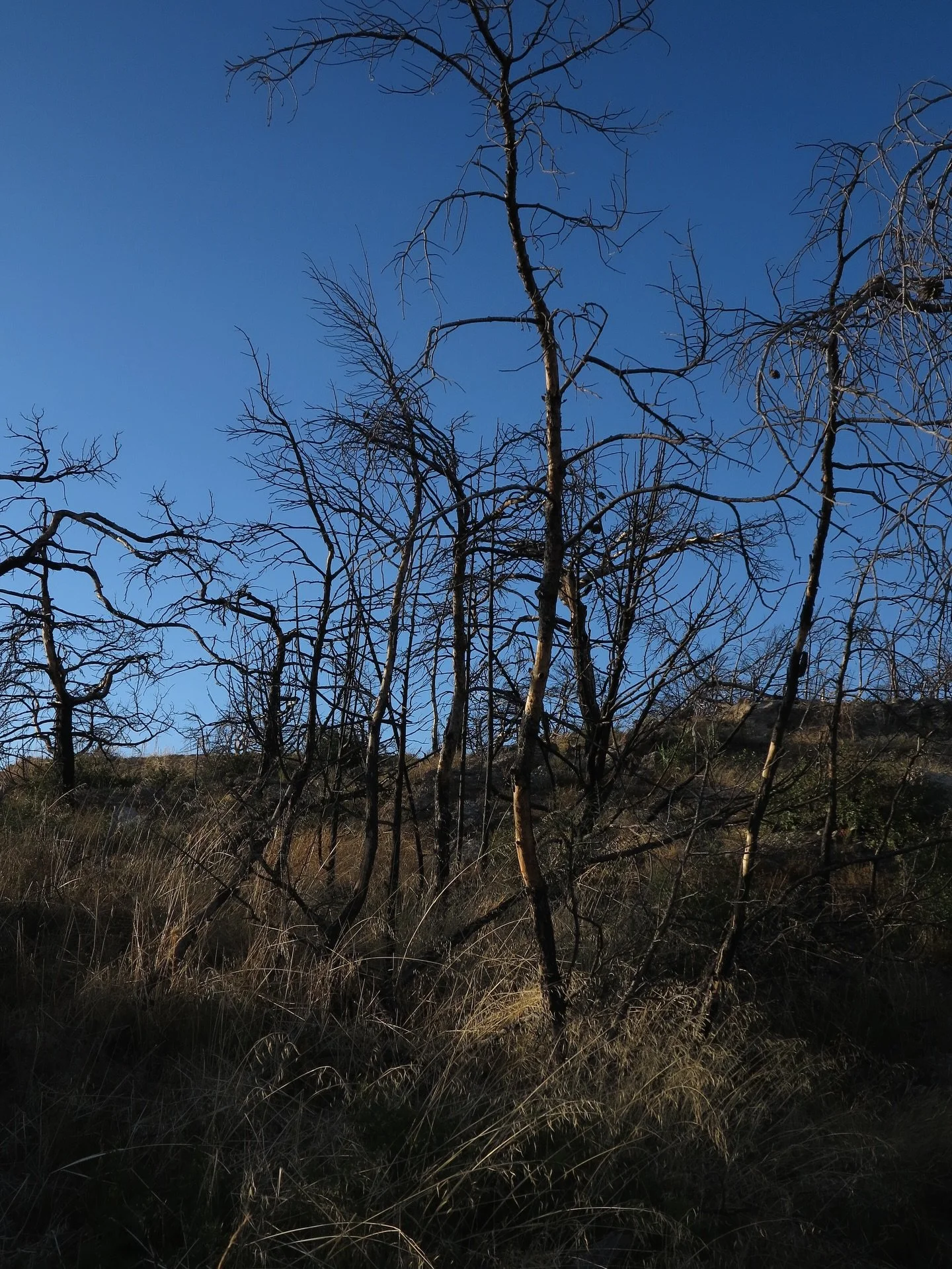 We visited some sites of burned forests. Eleni @elenikokkoli foraged burnt wood  barks and dead wood branches ,  to create ceramic glazes . 

Thought the Mediterranean ecosystem was built with fire as a natural force, both destructive and generative,