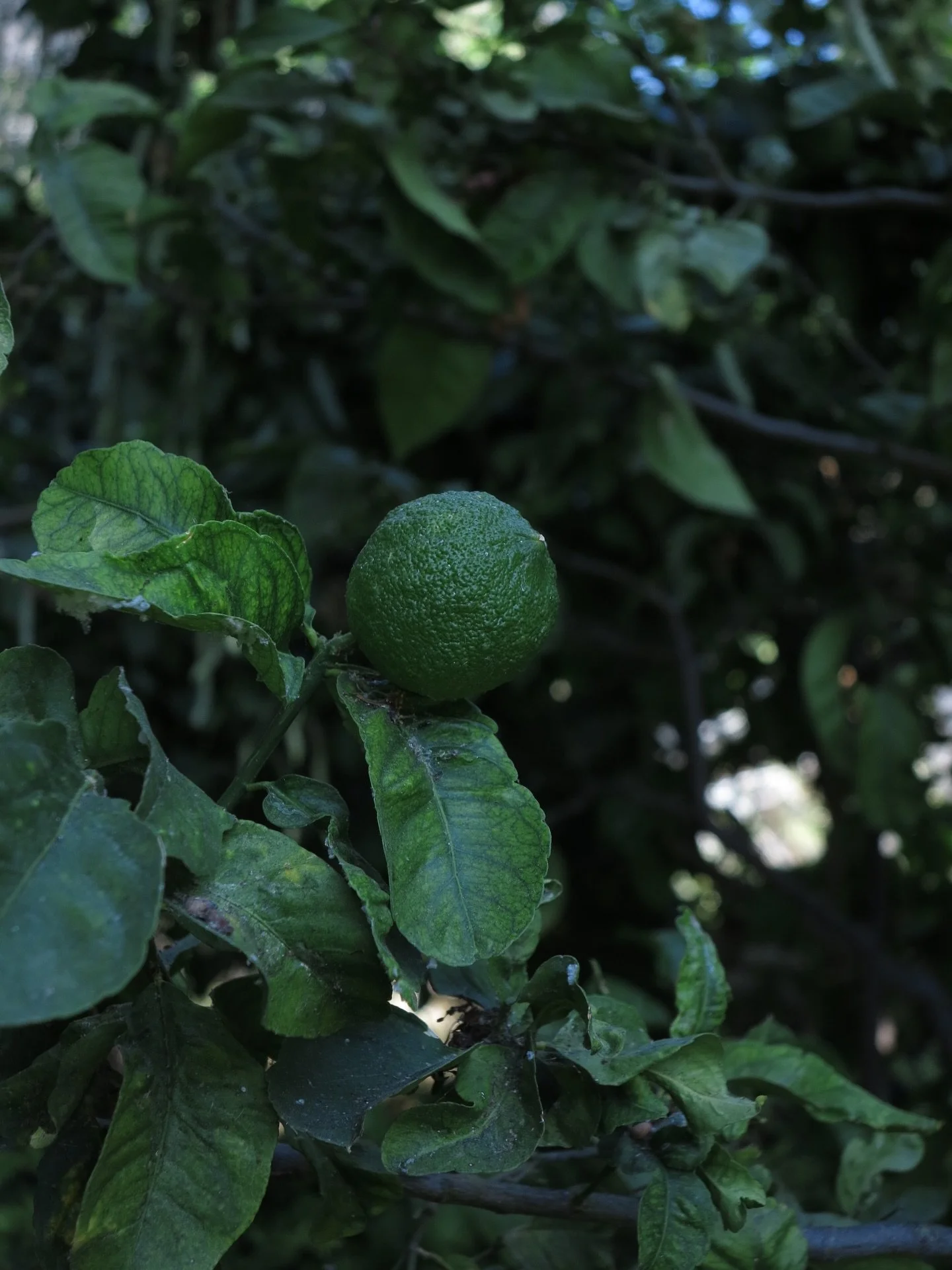 Strolling in the Edenic garden of the @fondation_marcdemontalembert  on the island of Rhodes , one will feel happy and safe , protected by the walls and trees , the shadow , fresh water and fruits , of this medieval  garden , a harbour in the heart o