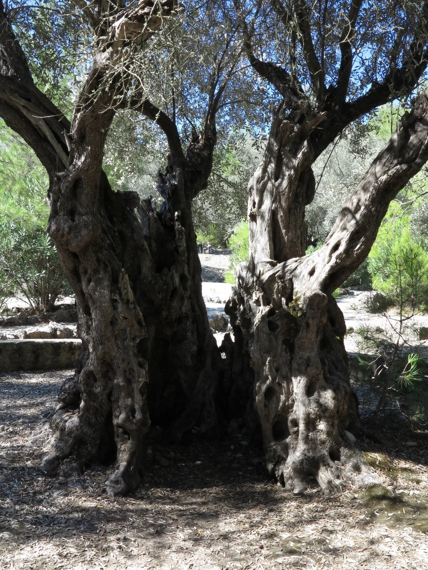 Reflecting on Greece millennial olive trees. Old , wrinkled , sawn , split in half , alive .