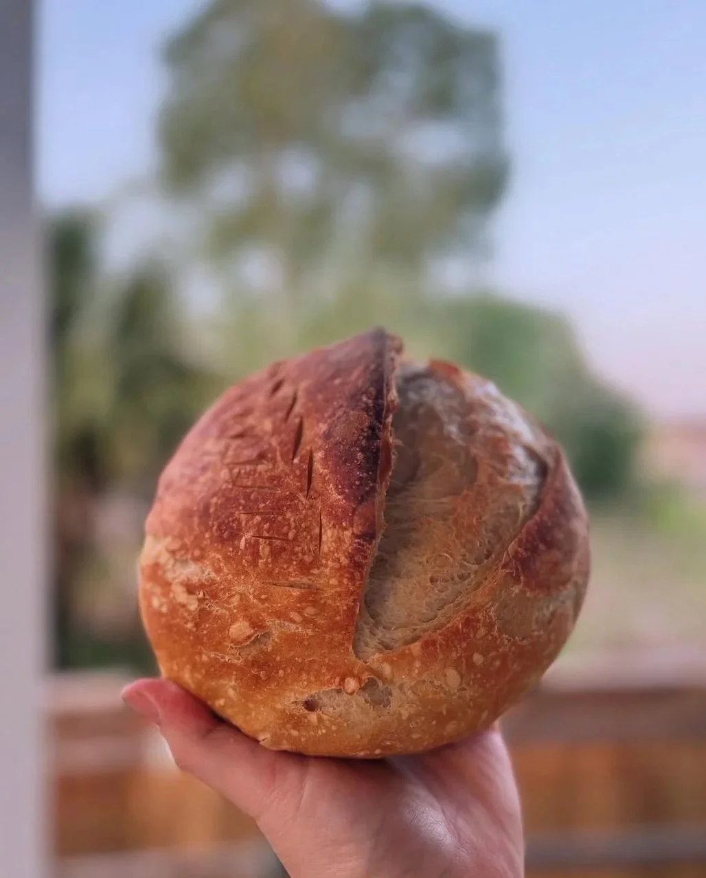 A person holding a large, round, crusty bread with a cracked surface, standing in front of a window with a blurry outdoor scene including trees.