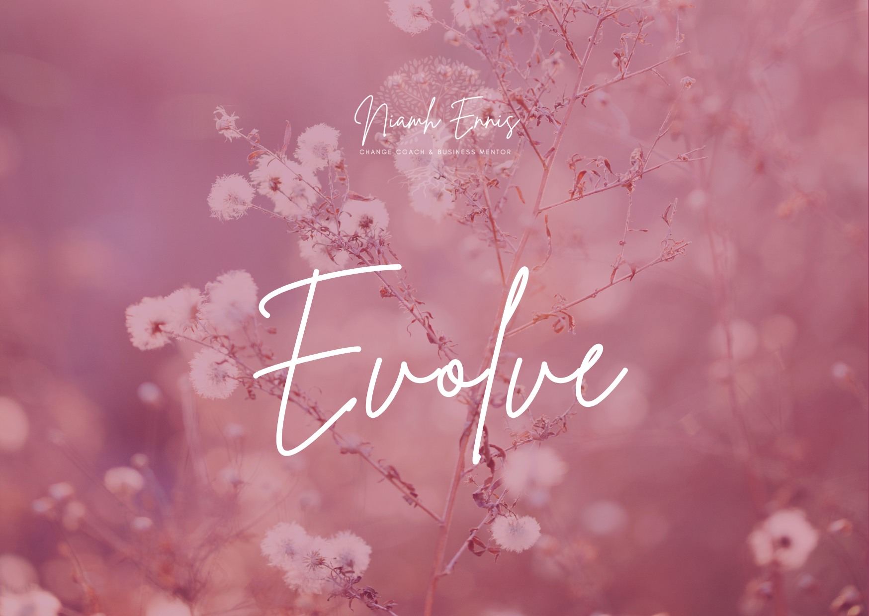 Pink and purple blurred background with delicate white fluffy flowers and thin stems, with text overlay that says 'Niamh Ennis Change Coach & Business Mentor Evolve'.