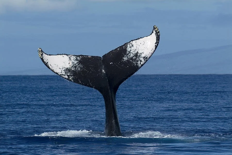 Pismo Beach Whale Watching