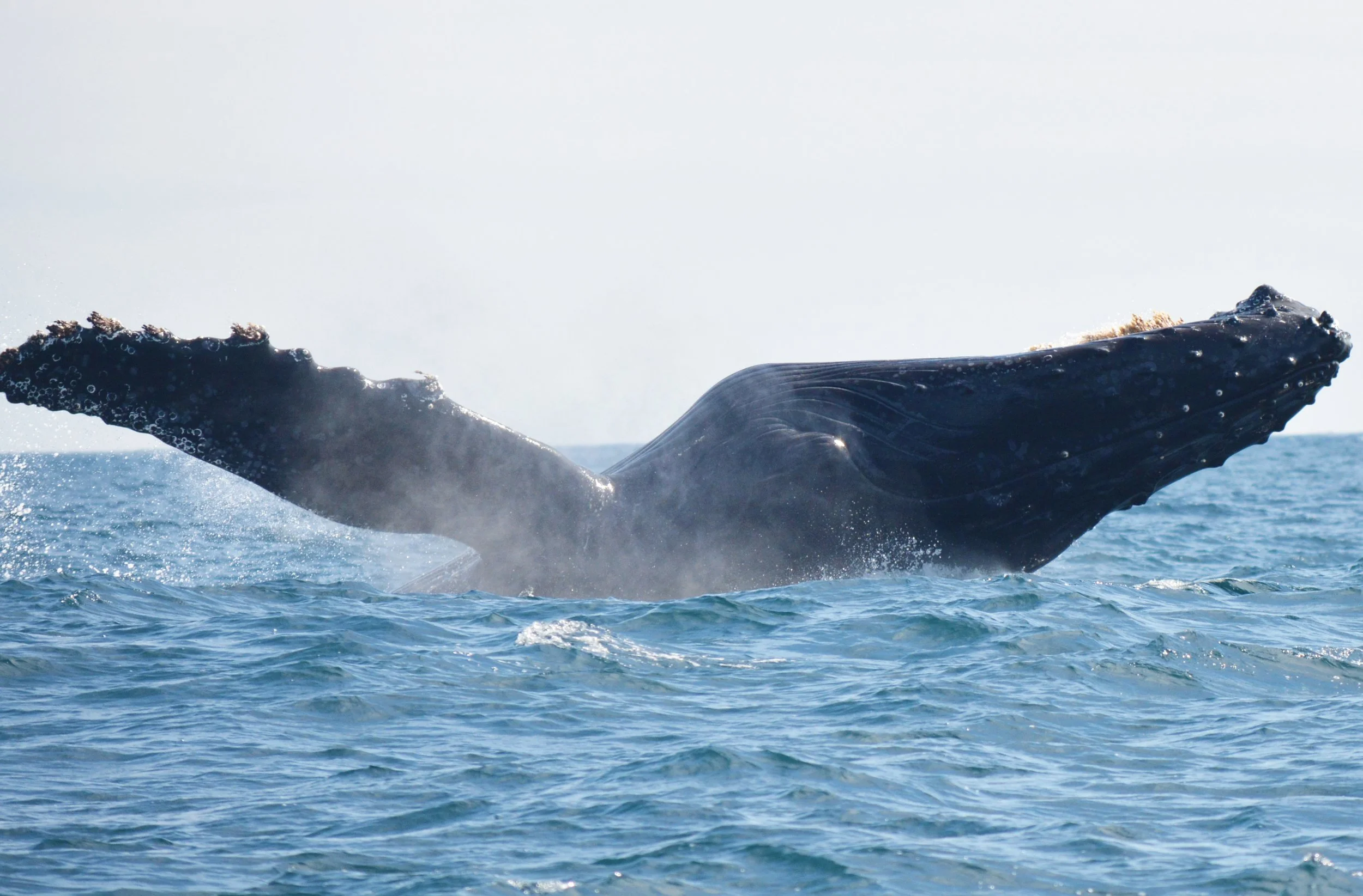 World Famous Whale Watching