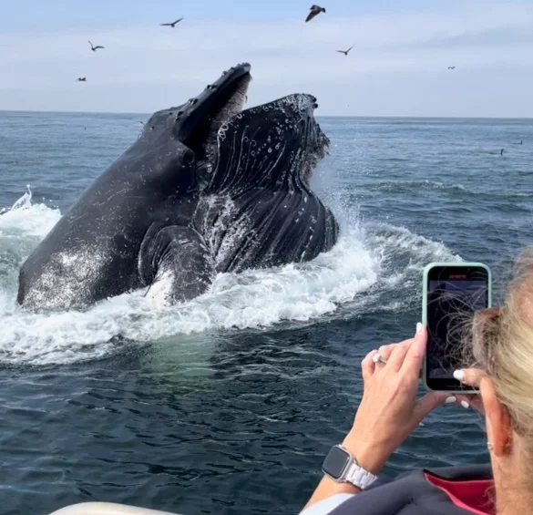 Whale Watching in Pismo Beach