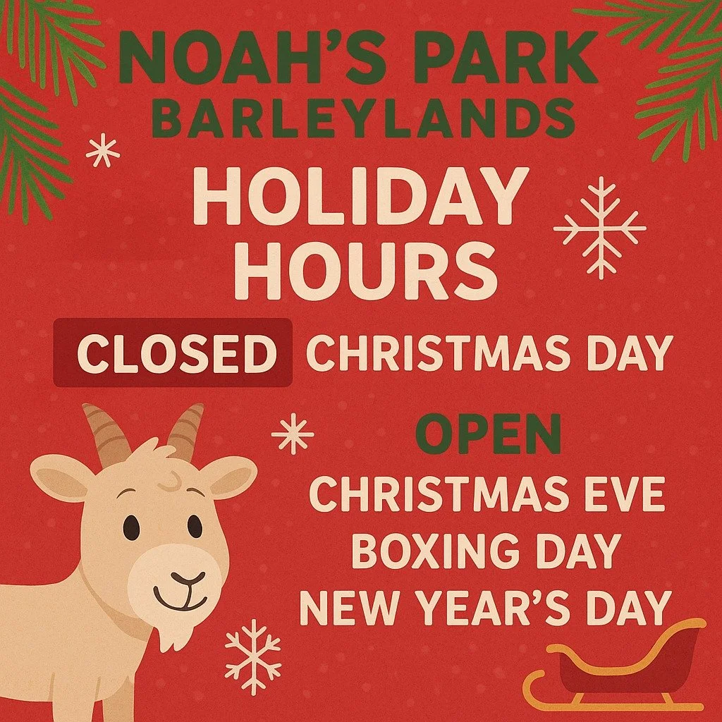 🎄 Holiday Hours at Noah&rsquo;s Park! 🎄

Just a quick festive heads-up 🎅

❌ Closed on Christmas Day
🎁 Open 10am-3pm:
✨ Christmas Eve
✨ Boxing Day
✨ New Year&rsquo;s Day

Pop in for laughs, family time, and all the fun! Even between the turkey and