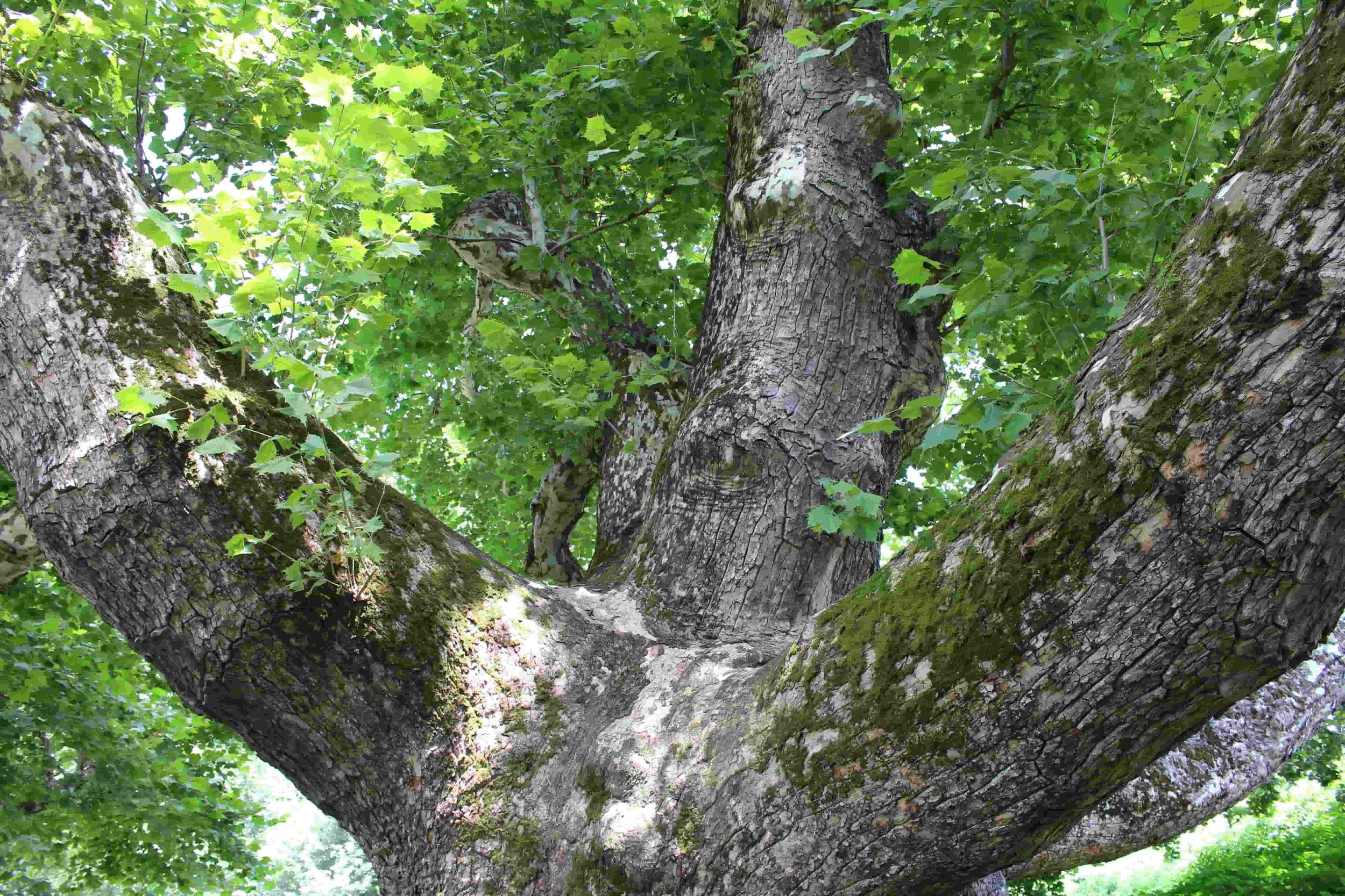 The Pinchot Sycamore Tree: Too Big for a Hug