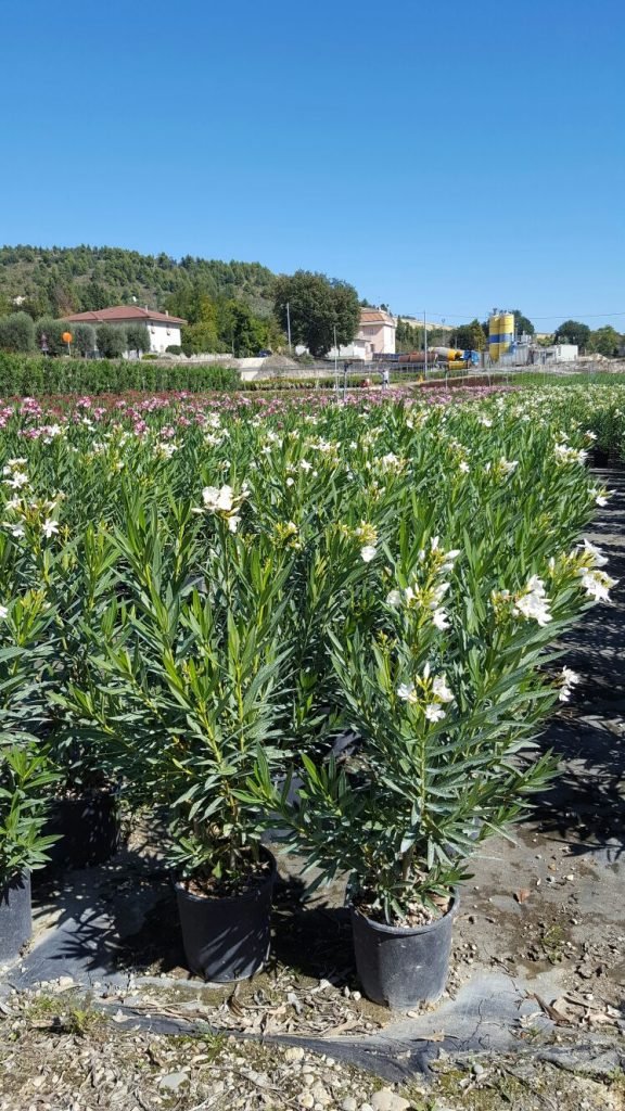 Oleander-3-576x1024.jpg