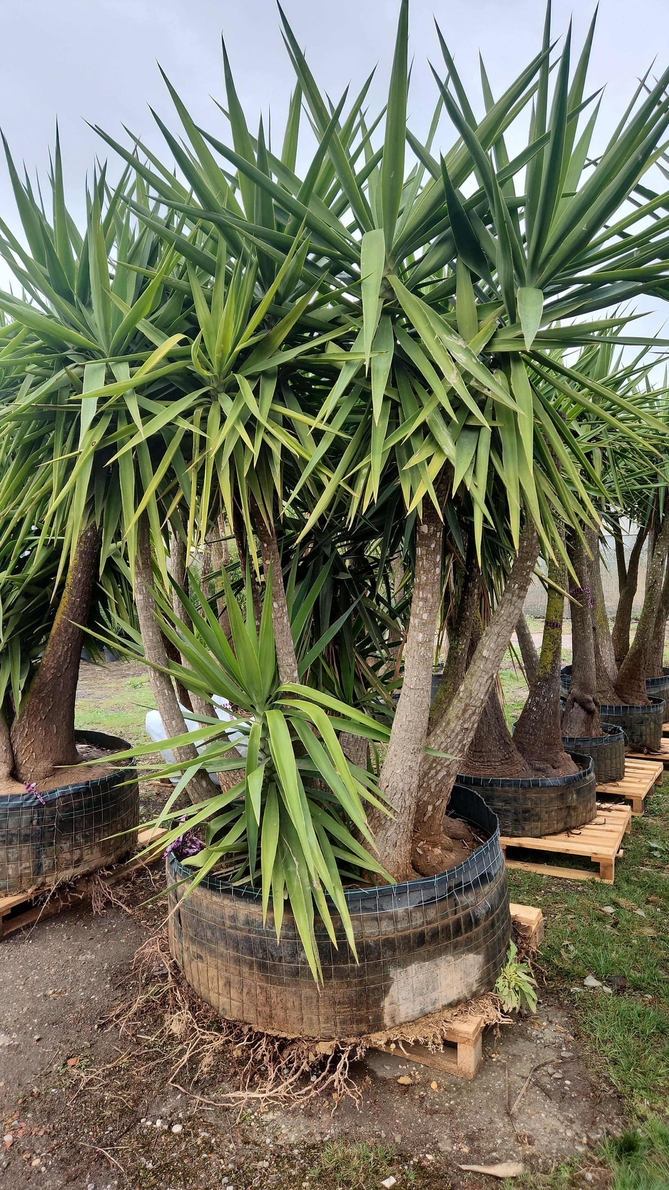 Plante mari de Yucca în ghivece, cu trunchiuri groase și frunze verzi spinoase, aranjate pe paleți din lemn în aer liber.