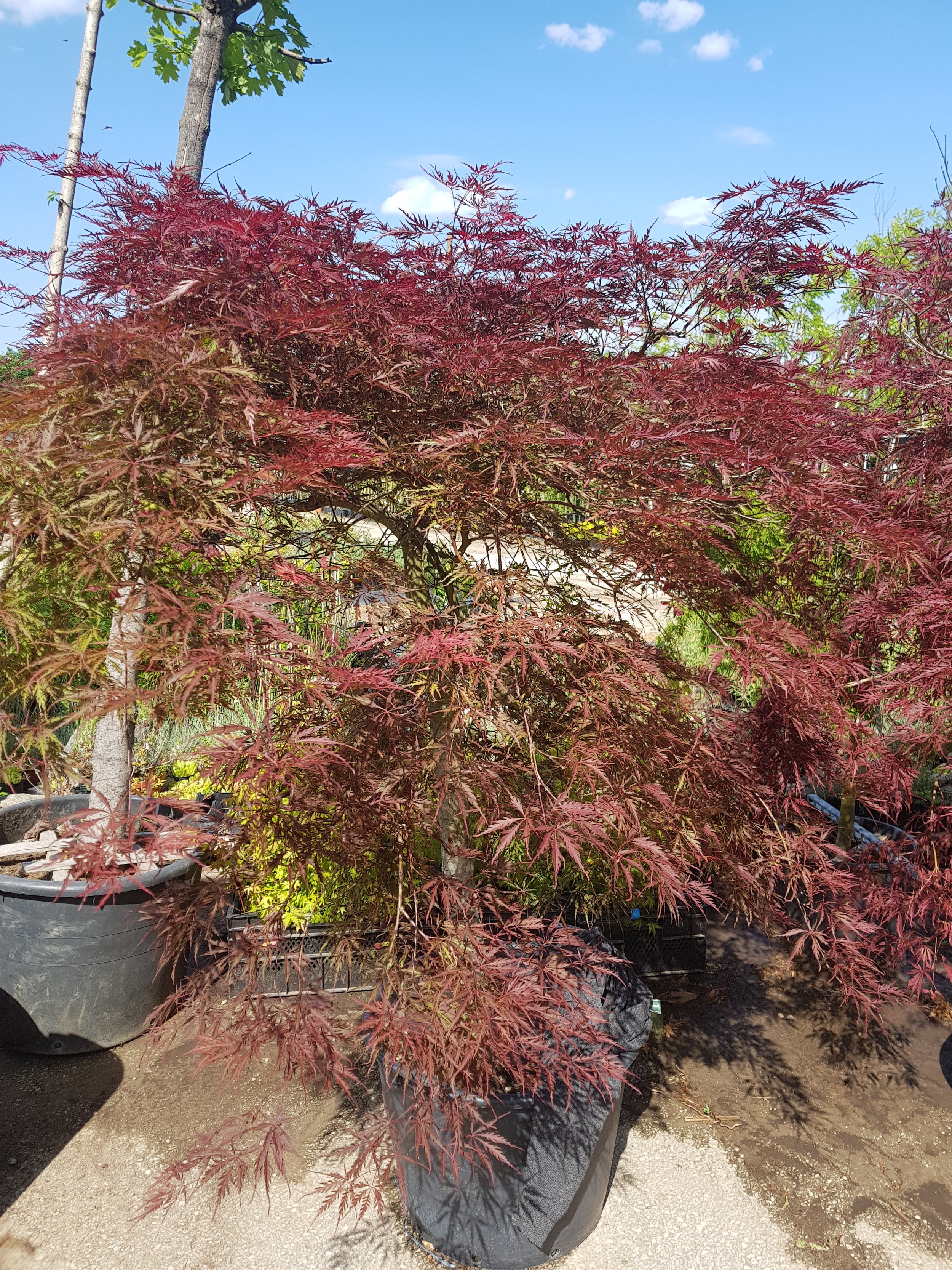 20180528_161916.jpg