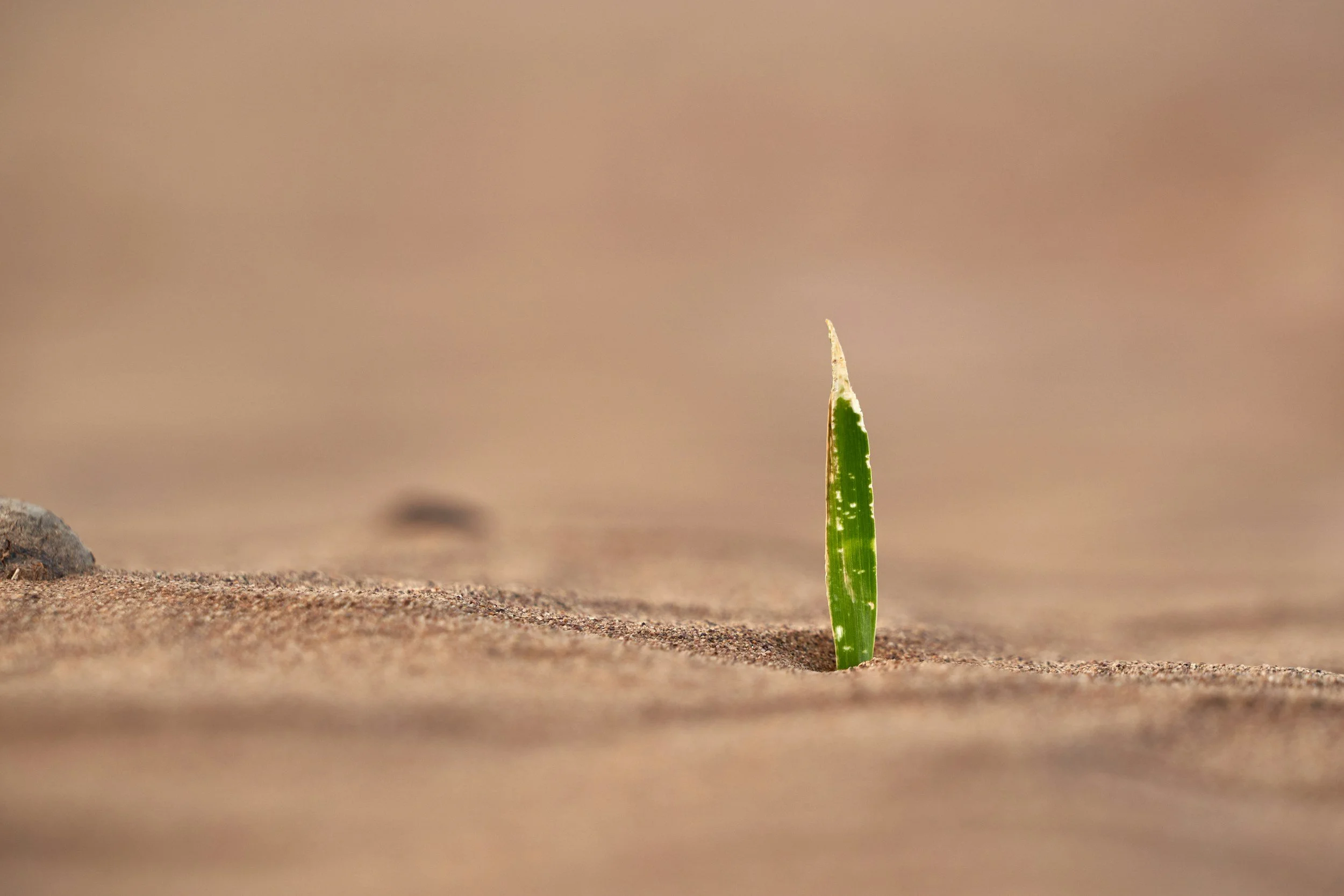 Single green leaf emerging from sandy ground.