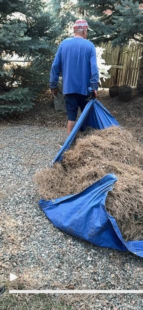 Pine Needle Clean-up