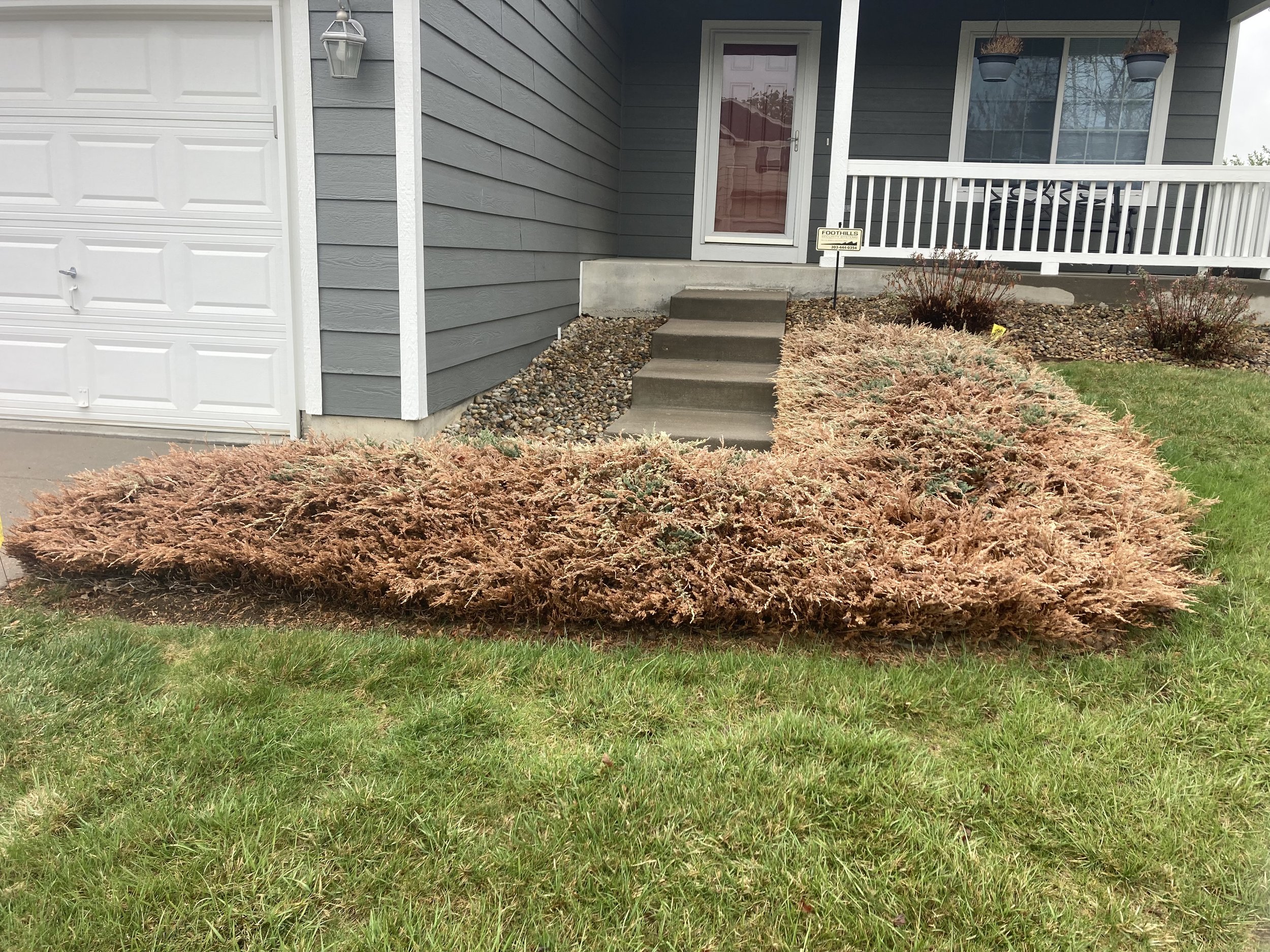 BEFORE Shrub Removal